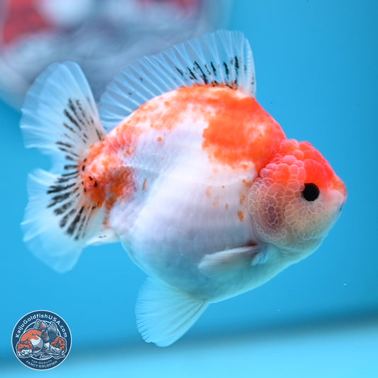 Sakura YuanBao Oranda 4 inches (241101_OR01) - Kaiju Goldfish USA