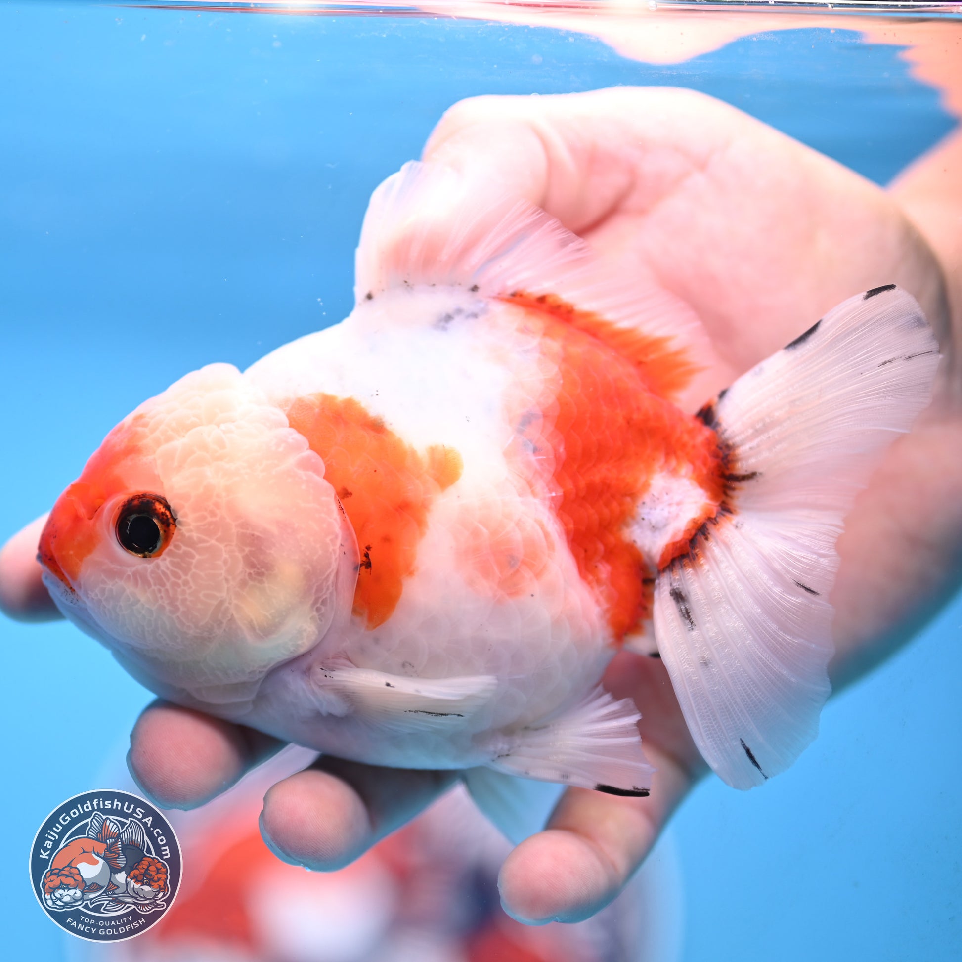 Tricolor Sakura Oranda 4 inches Body - Male (250117_OR01) - Kaiju Goldfish USA