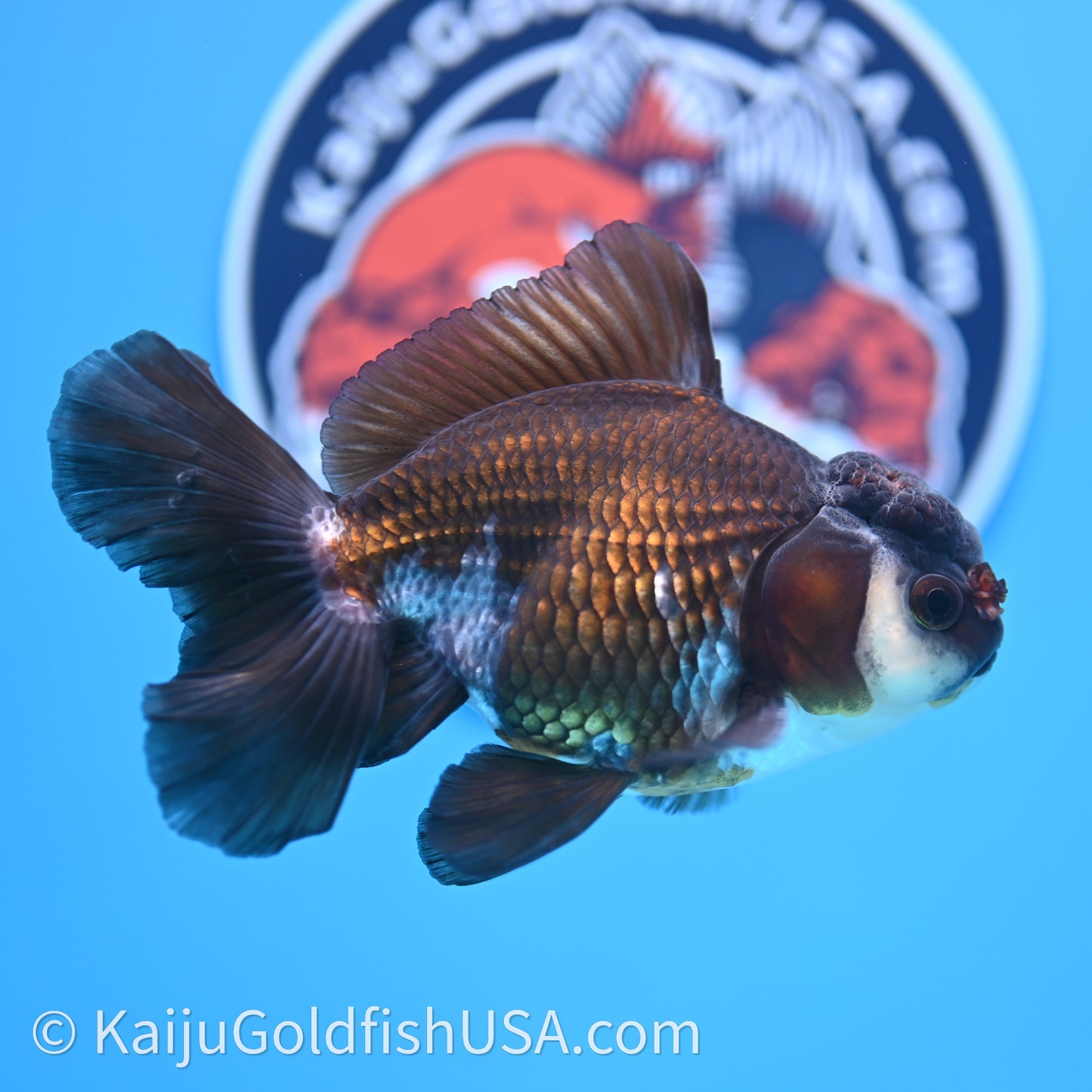 Tricolor Rose Tail Oranda 4in body (240726_OR01) - Kaiju Goldfish USA