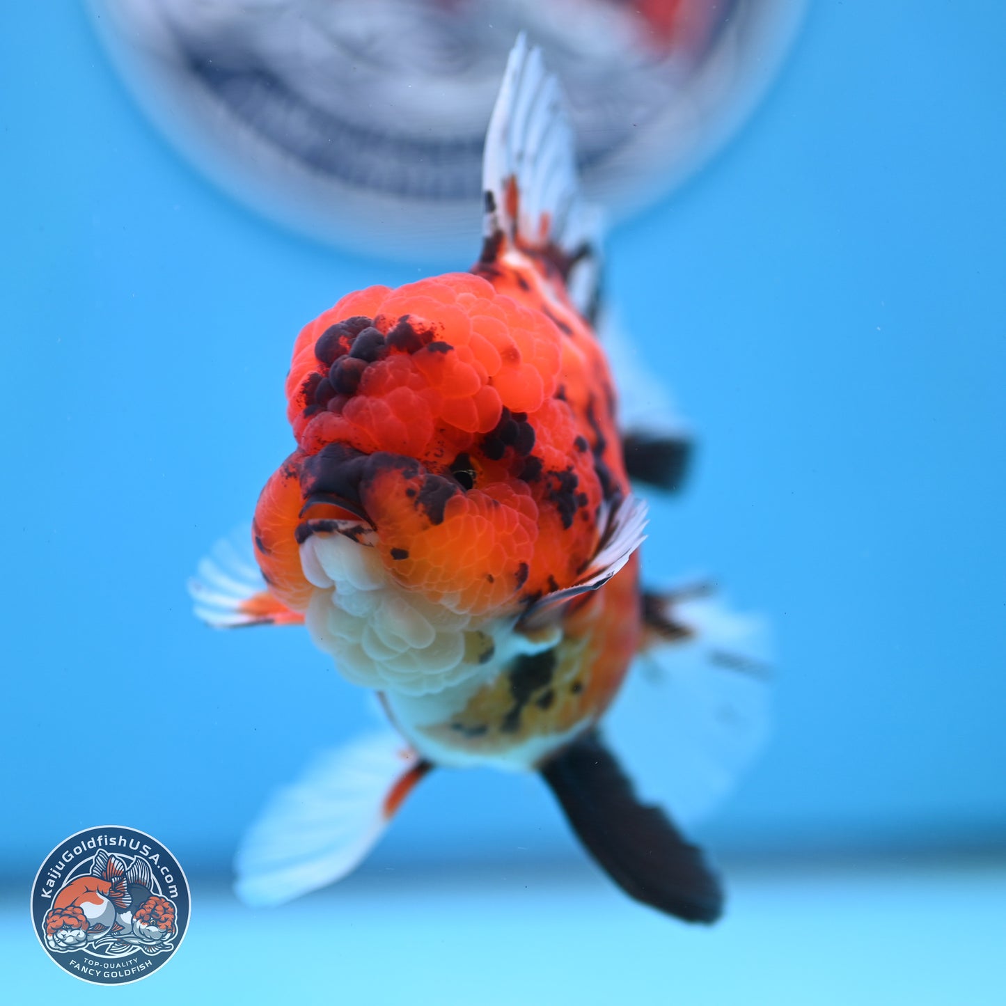 Tiger Rose Tail Oranda 3.5 inches Body - Male (250307_OR01)