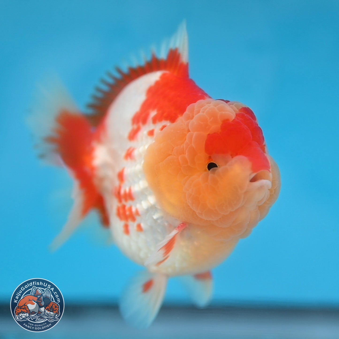 Red White YuanBao Oranda 3.8 inches Body - Male (250131_OR01)