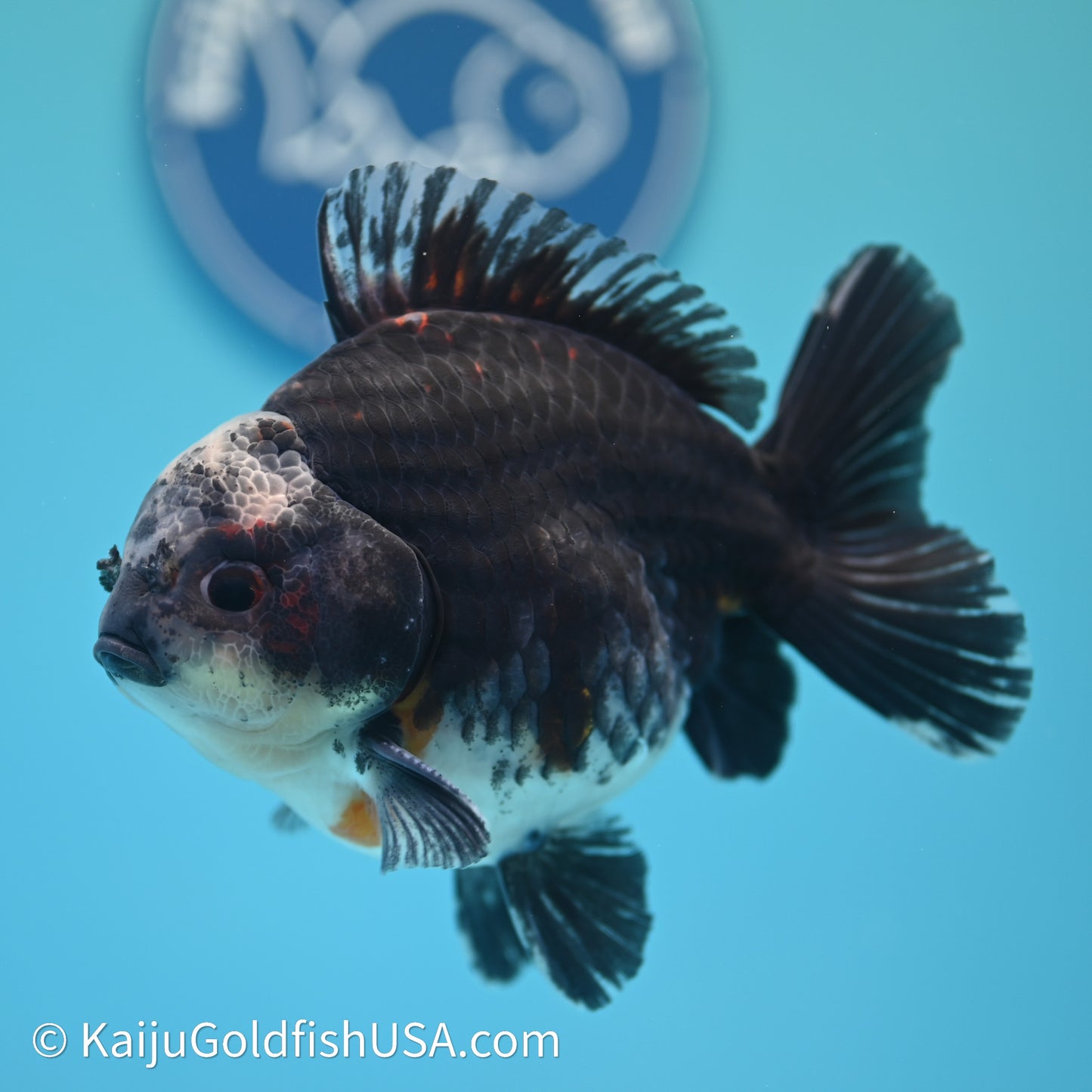 Shogun Godzilla Kirin Oranda 4in Body (240614_OR01) - Kaiju Goldfish USA