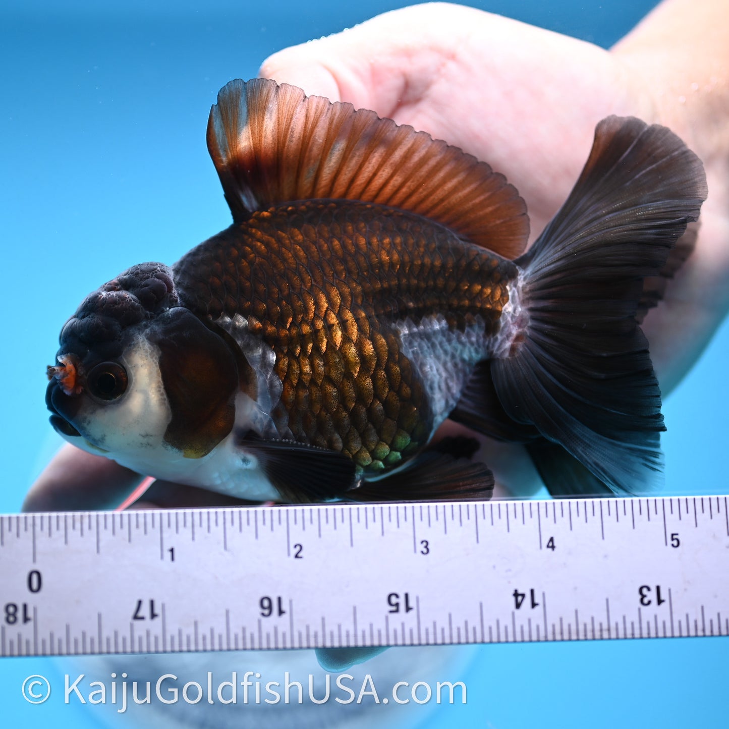 Tricolor Rose Tail Oranda 4in body (240726_OR01) - Kaiju Goldfish USA