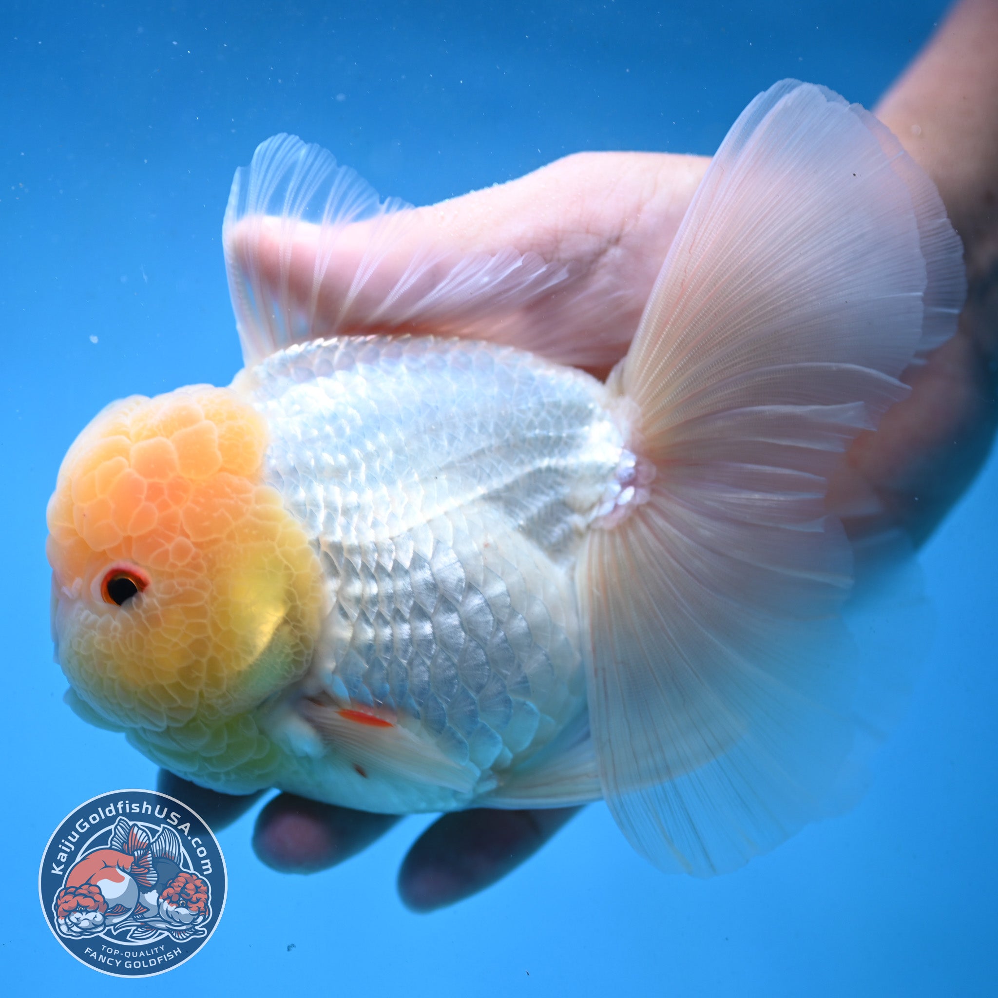 Snow White Rosetail Oranda 4 inch Body (250926_OR01) – Kaiju Goldfish USA