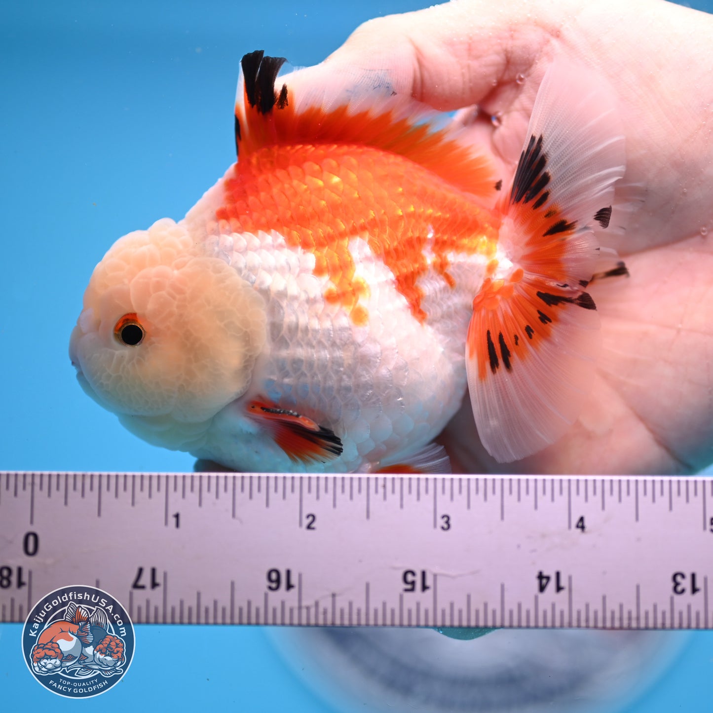 Tricolor YuanBao Oranda 4 inches - Male (241206_OR01) - Kaiju Goldfish USA