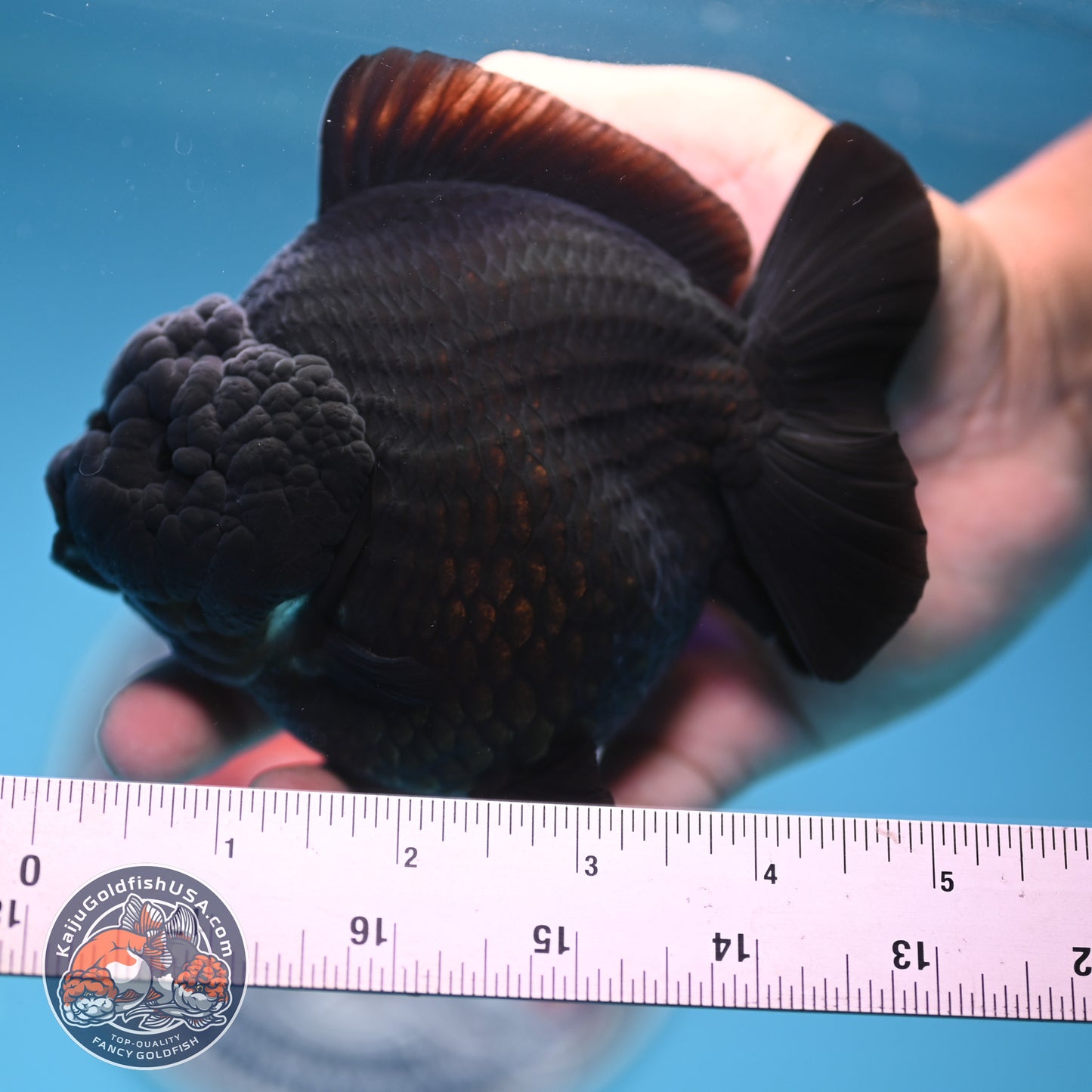 Show Grade - Jet Black Oranda 4 inches Body (250530_OR01)