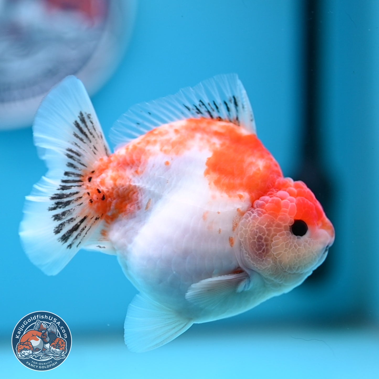 Sakura YuanBao Oranda 4 inches (241101_OR01) - Kaiju Goldfish USA