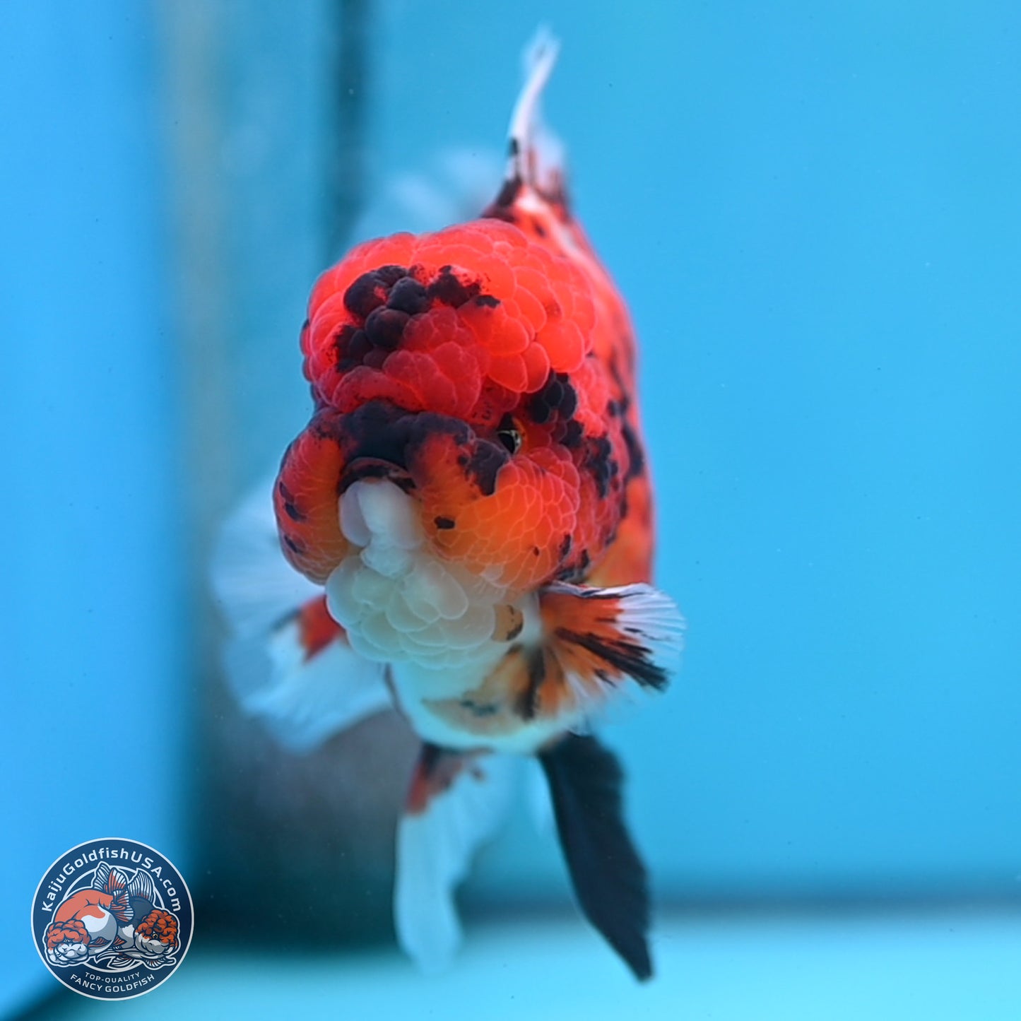 Tiger Rose Tail Oranda 3.5 inches Body - Male (250307_OR01)