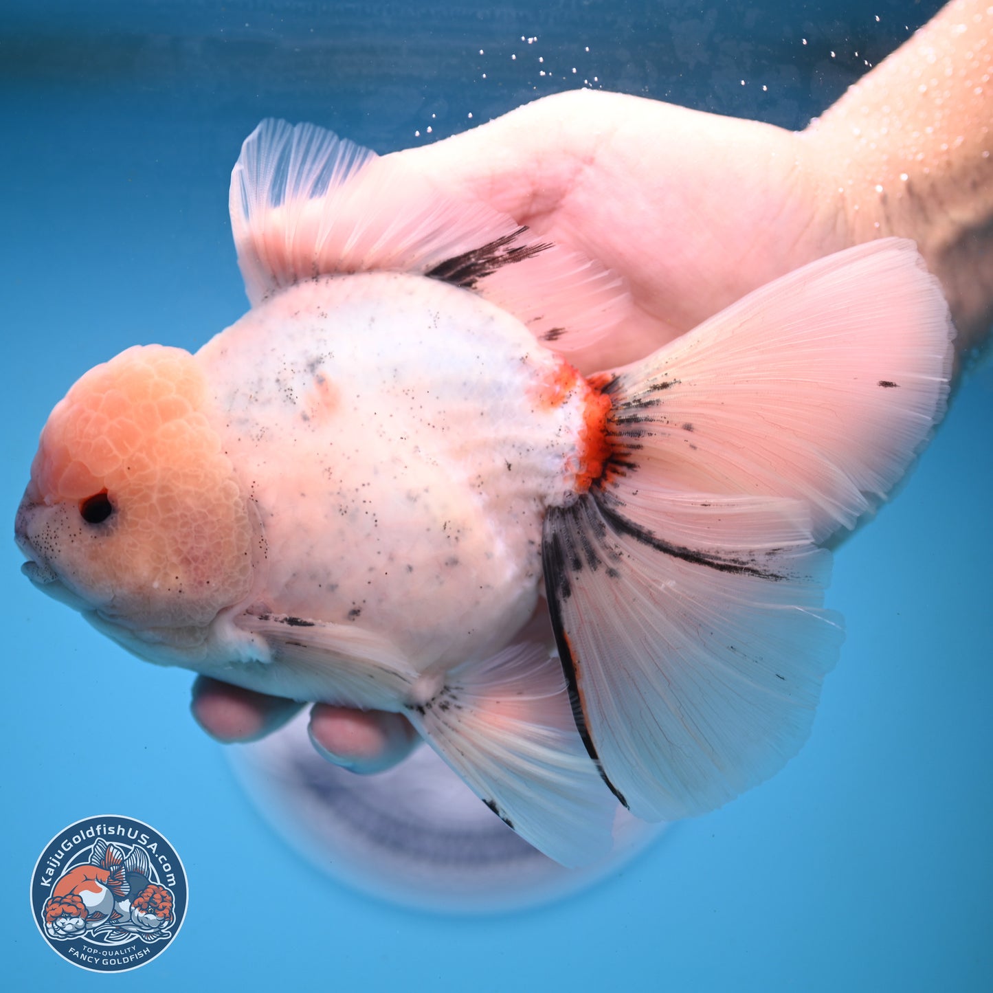 Calico Rose Tail Oranda 6 inches - Male (241122_OR01) - Kaiju Goldfish USA