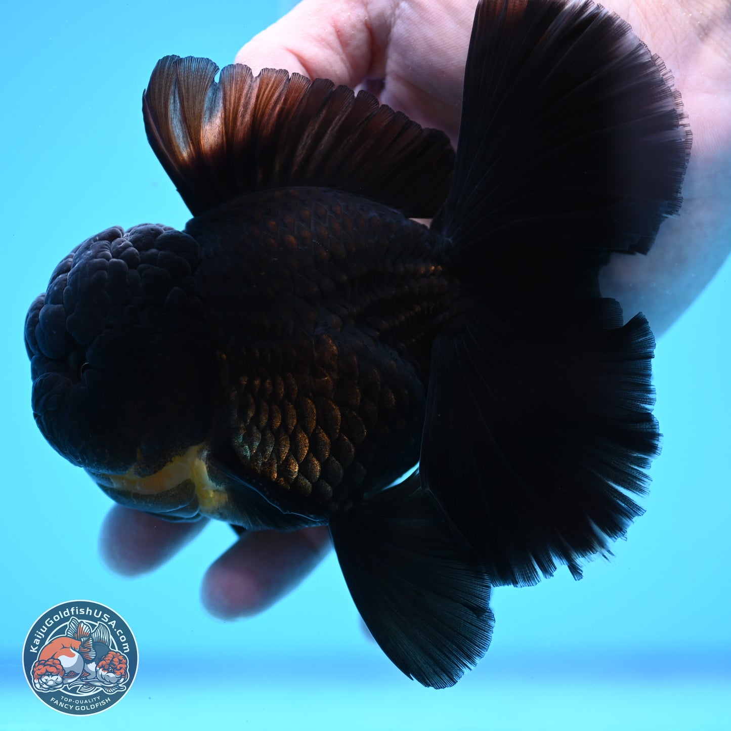 Black Orchid Tail Oranda 3.5 inches Body - Male (250314_OR01)