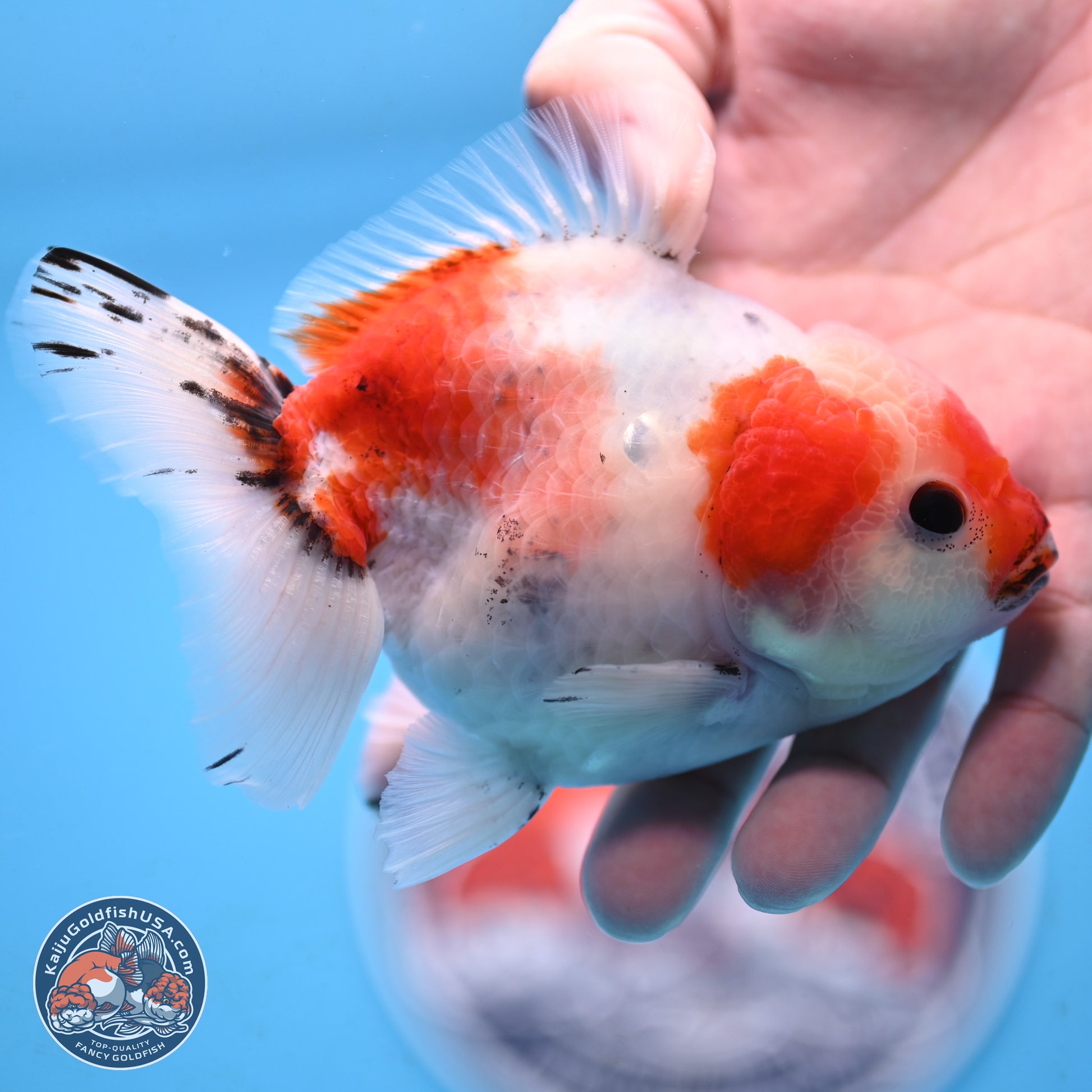 Tricolor Sakura Oranda 4 inches Body - Male (250117_OR01) - Kaiju Goldfish USA