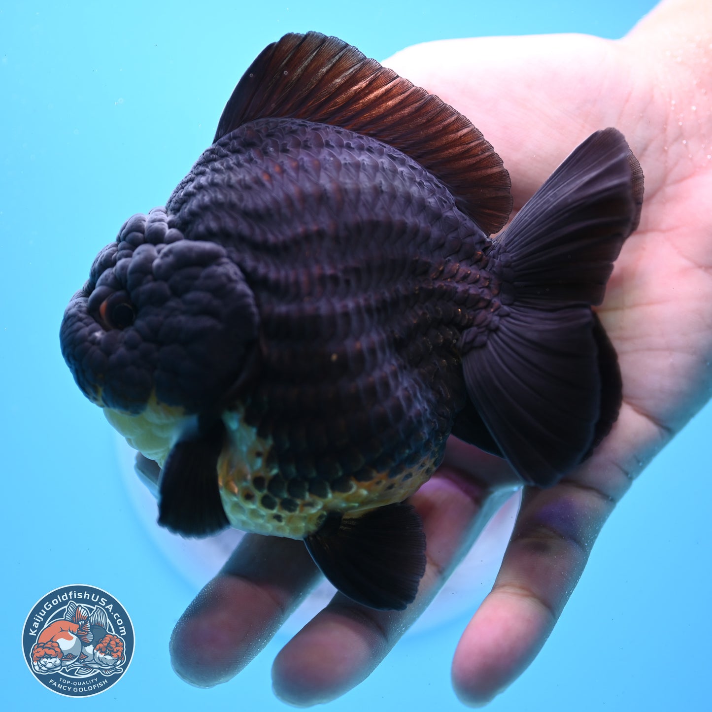 Kirin YuanBao Oranda 3.5 inches Body - Male (241227_OR01) - Kaiju Goldfish USA