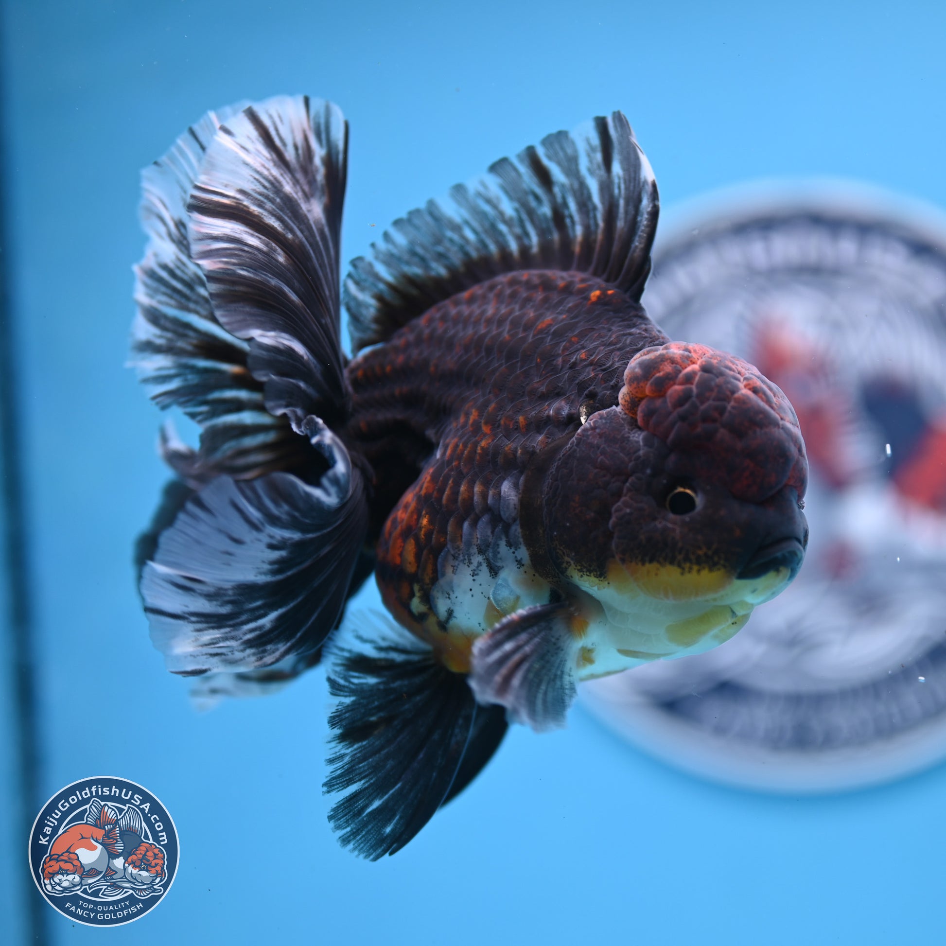 Kirin Rose Tail Oranda 4-5 inches (240927_OR01) - Kaiju Goldfish USA