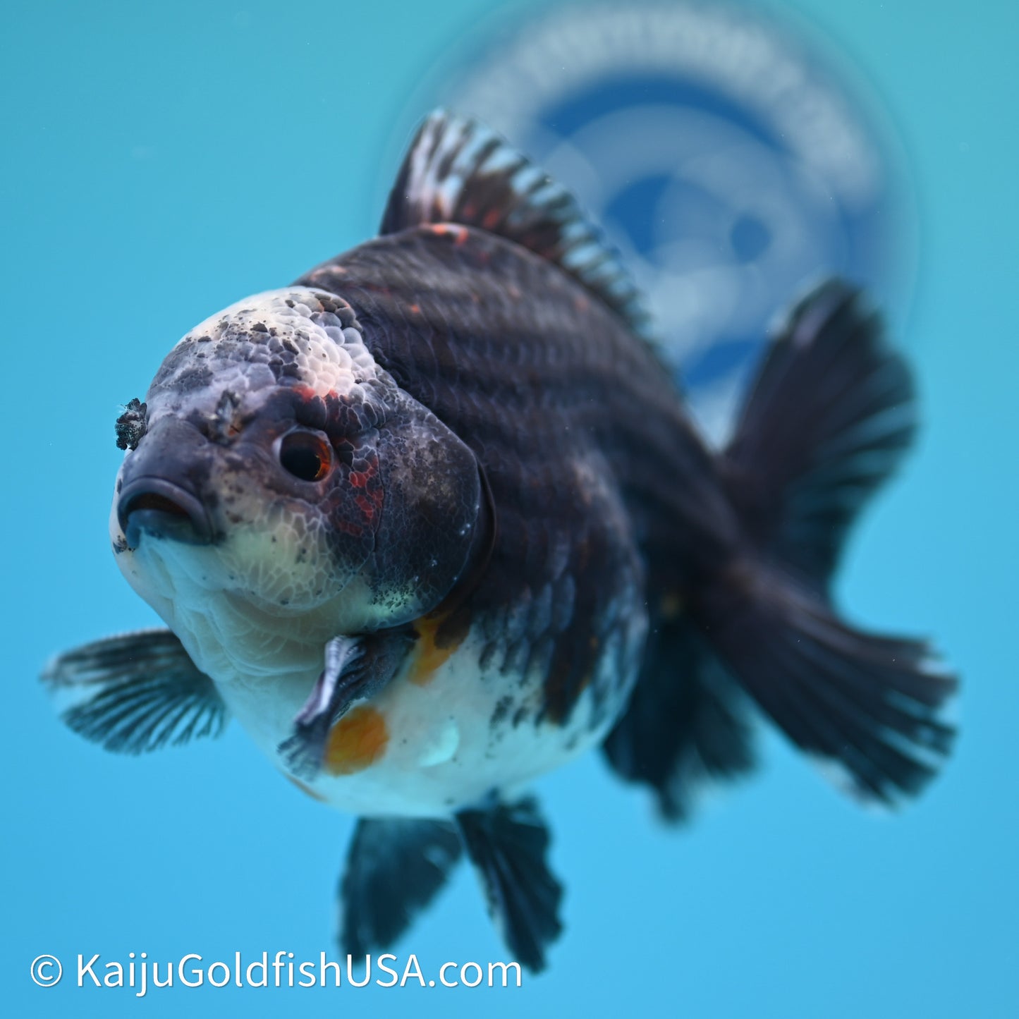 Shogun Godzilla Kirin Oranda 4in Body (240614_OR01) - Kaiju Goldfish USA