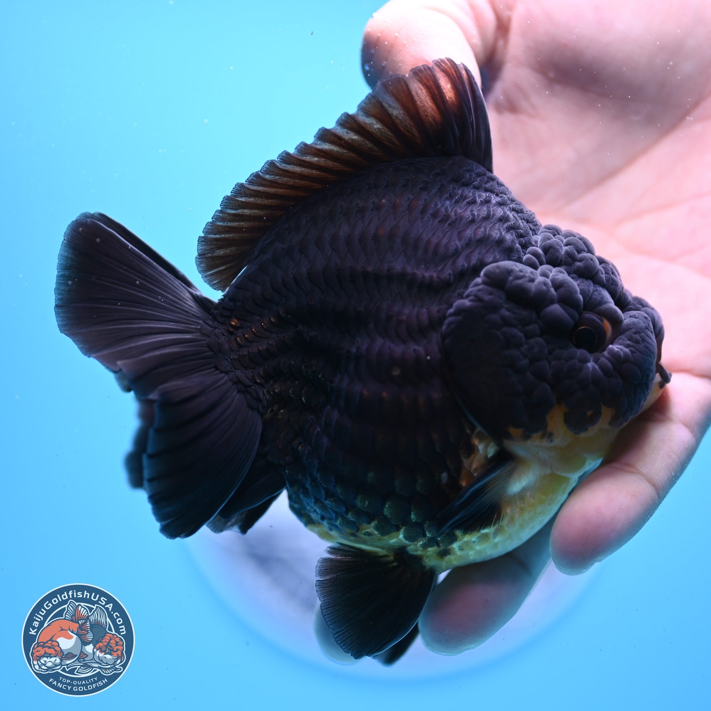 Kirin YuanBao Oranda 3.5 inches Body - Male (241227_OR01) - Kaiju Goldfish USA