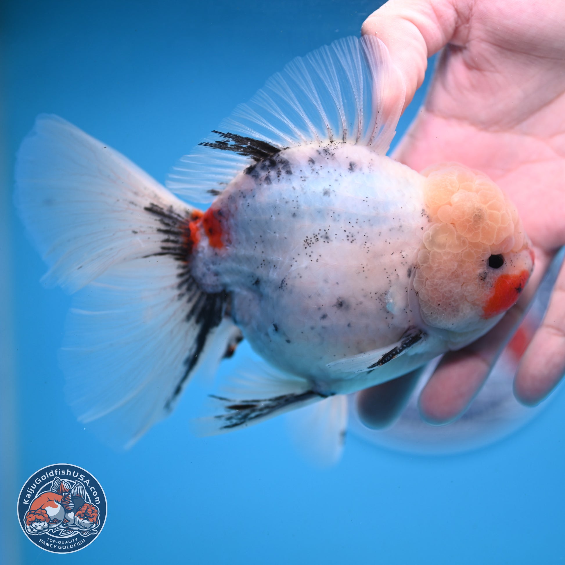 Calico Rose Tail Oranda 6 inches - Male (241122_OR01) - Kaiju Goldfish USA