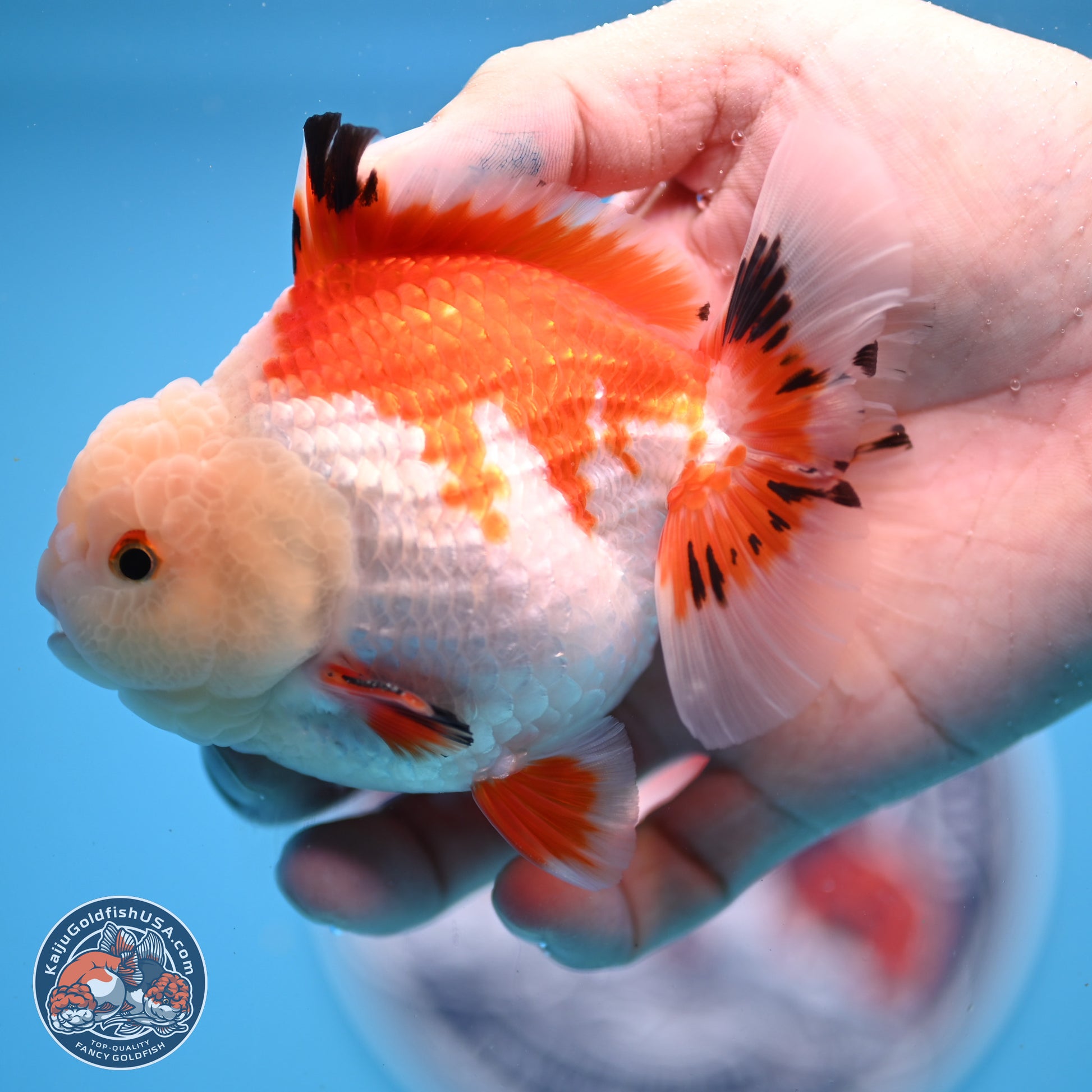 Tricolor YuanBao Oranda 4 inches - Male (241206_OR01) - Kaiju Goldfish USA