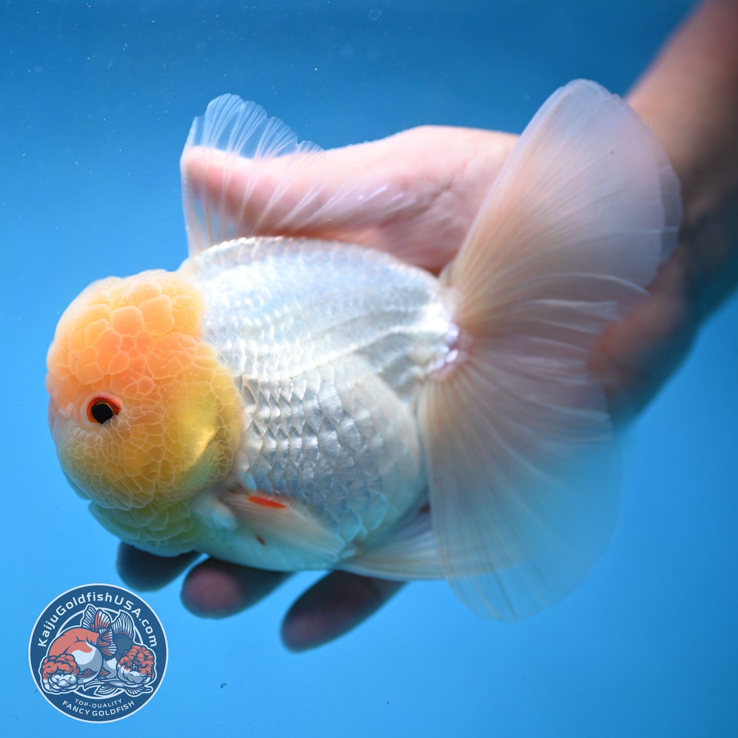 Snow White Rosetail Oranda 4 inch Body (250926_OR01)
