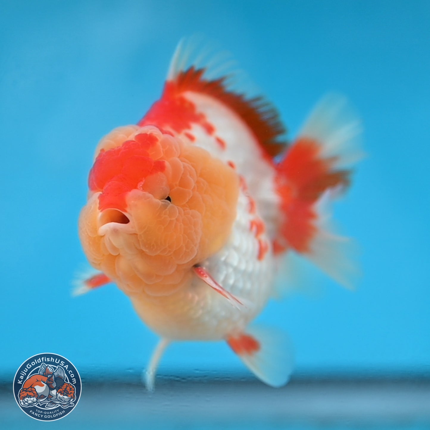 Red White YuanBao Oranda 3.8 inches Body - Male (250131_OR01)