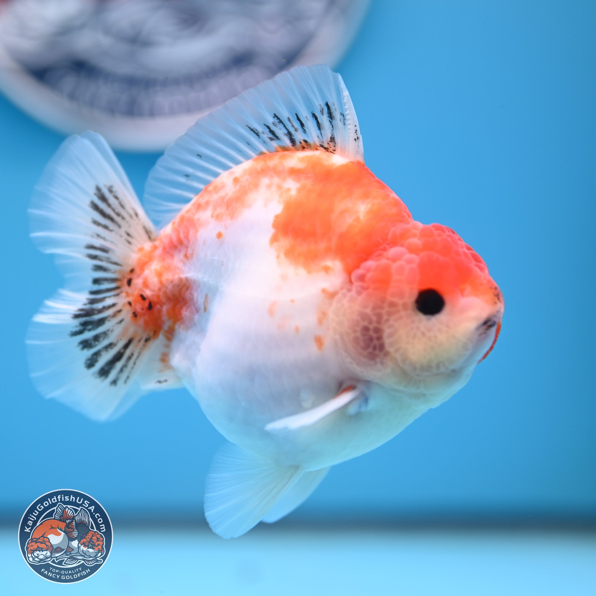 Sakura YuanBao Oranda 4 inches (241101_OR01) - Kaiju Goldfish USA