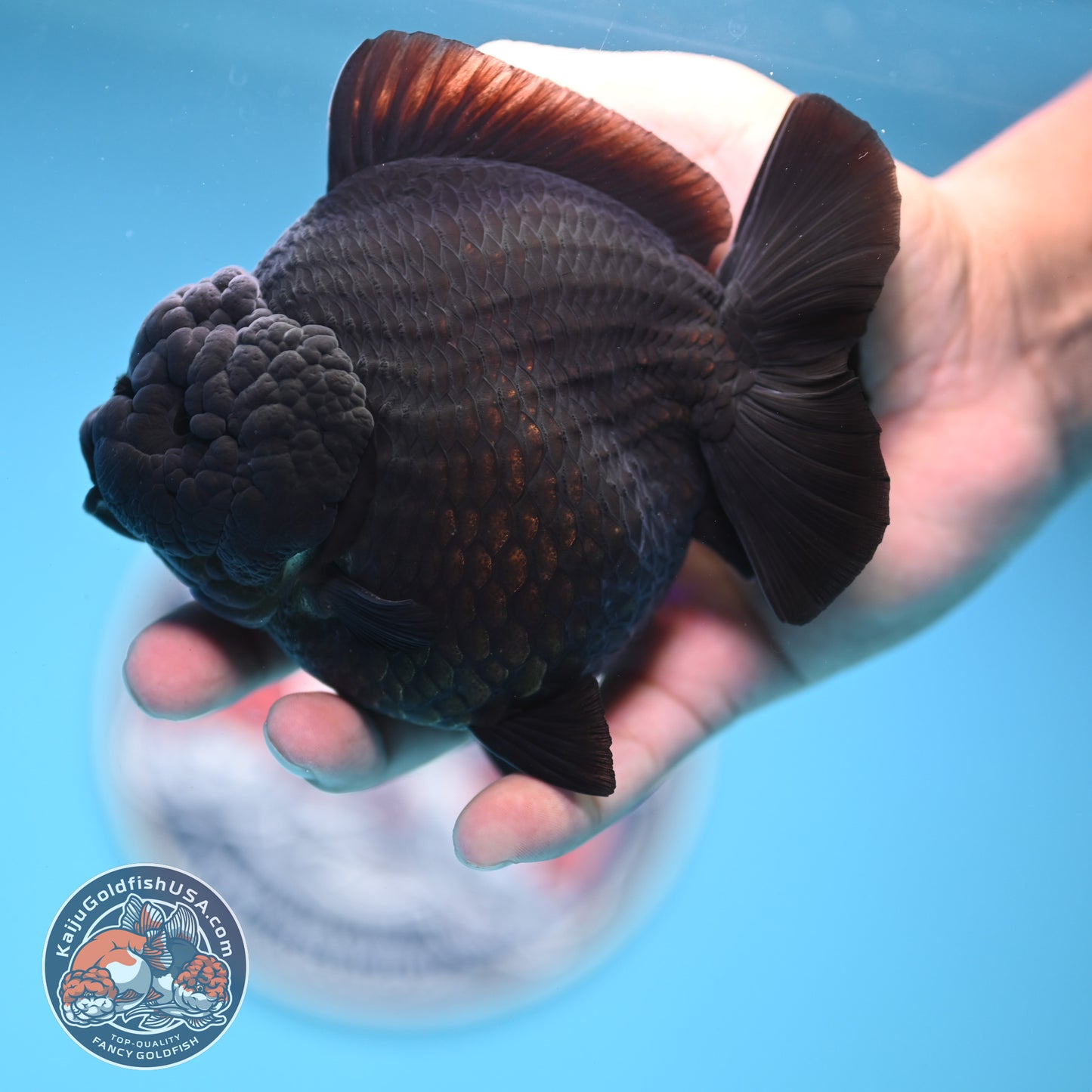 Show Grade - Jet Black Oranda 4 inches Body (250530_OR01)