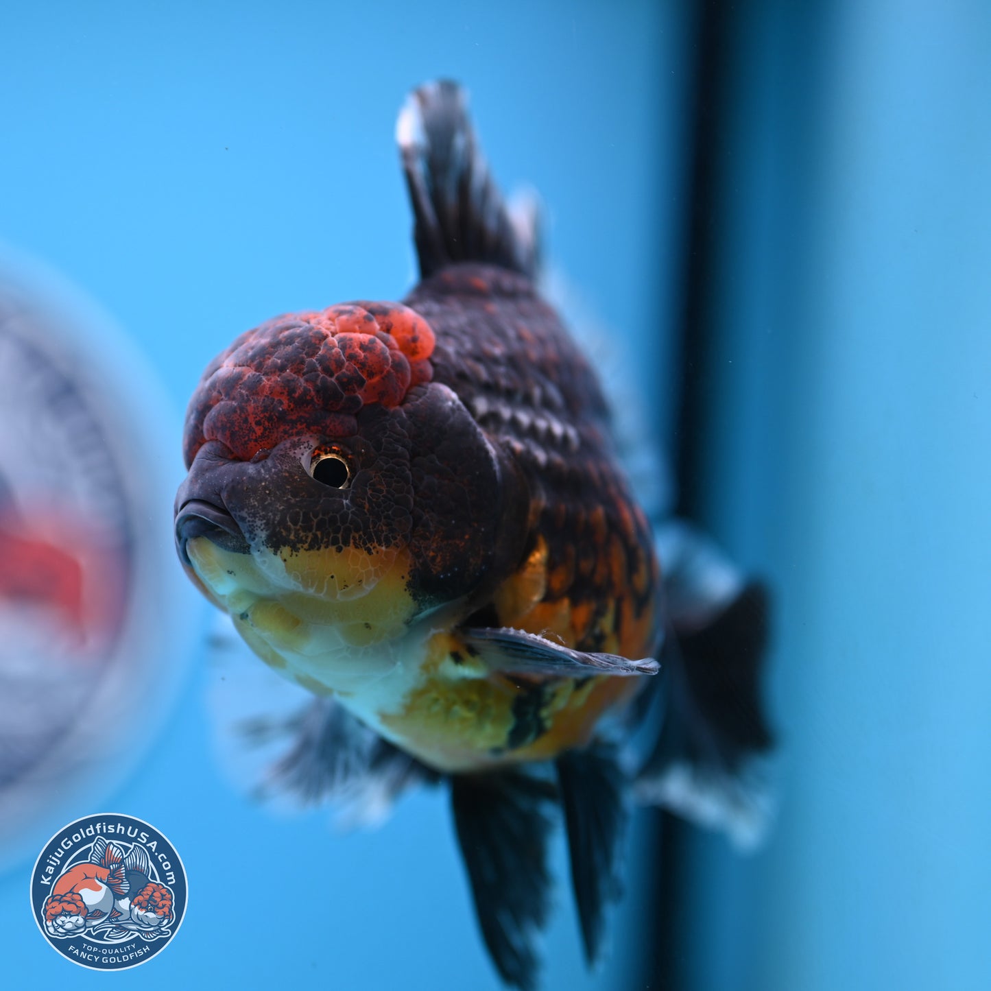 Kirin Rose Tail Oranda 4-5 inches (240927_OR01) - Kaiju Goldfish USA