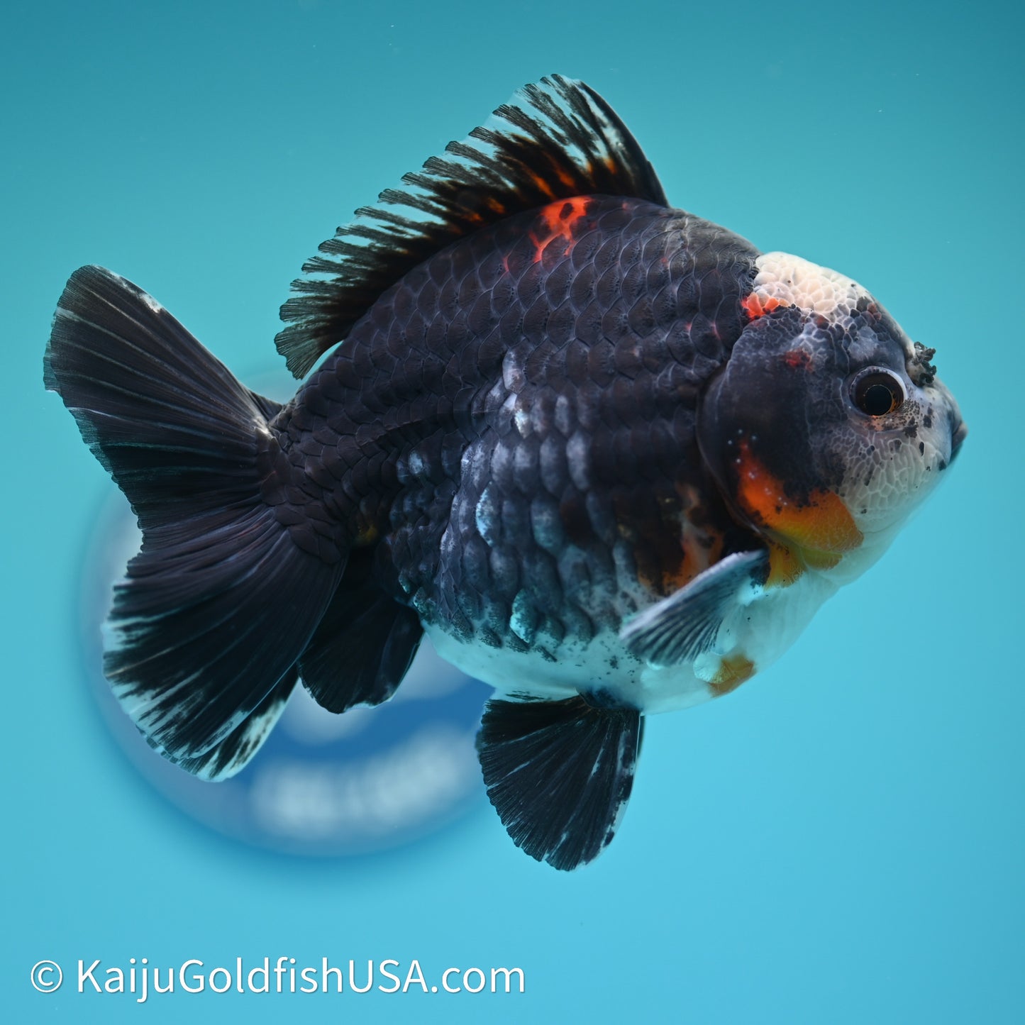 Shogun Godzilla Kirin Oranda 4in Body (240614_OR01) - Kaiju Goldfish USA