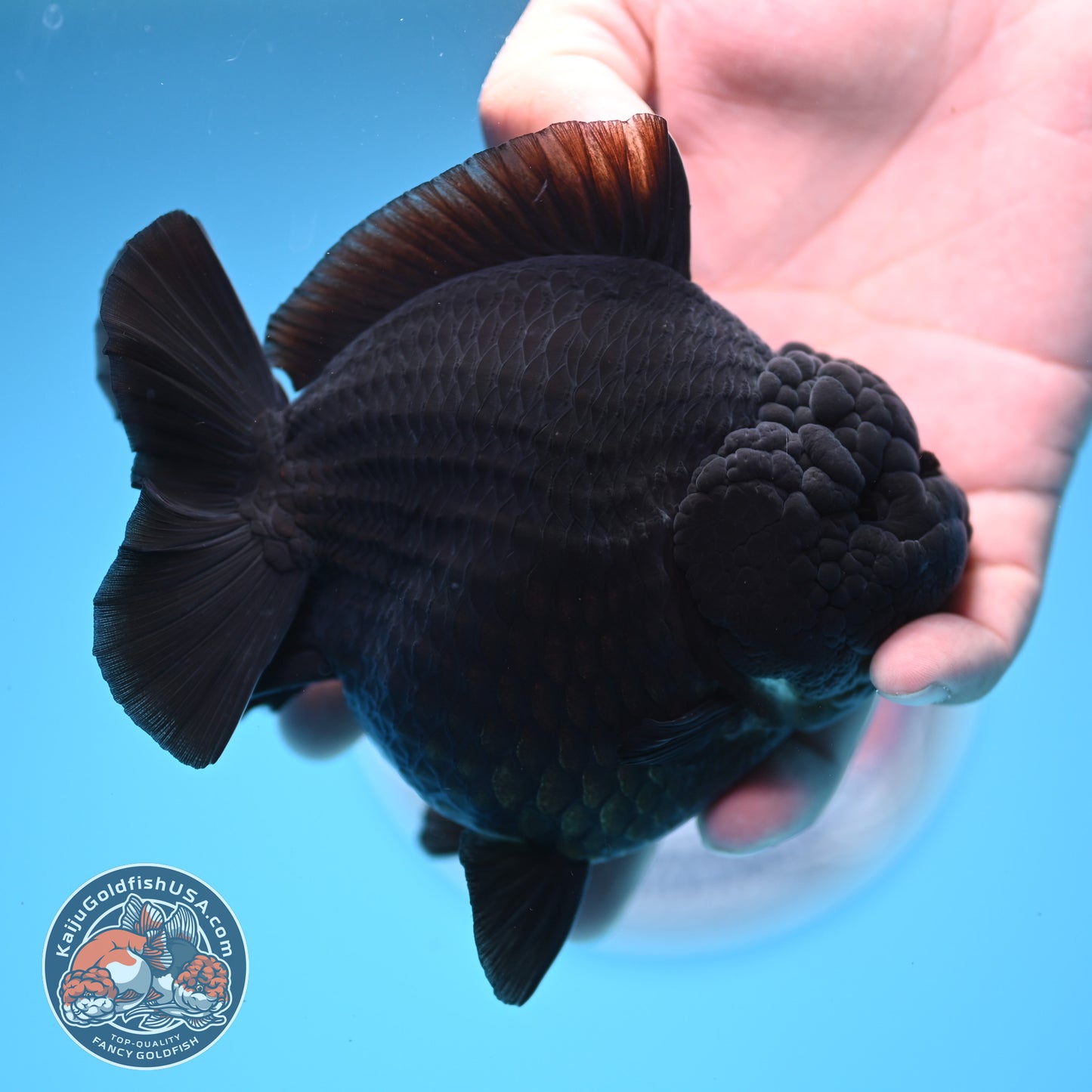 Show Grade - Jet Black Oranda 4 inches Body (250530_OR01)