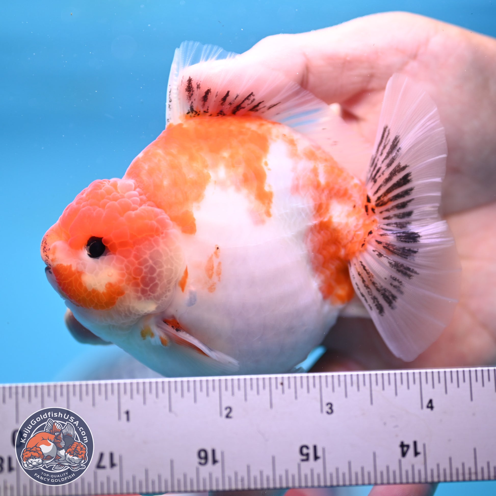 Sakura YuanBao Oranda 4 inches (241101_OR01) - Kaiju Goldfish USA