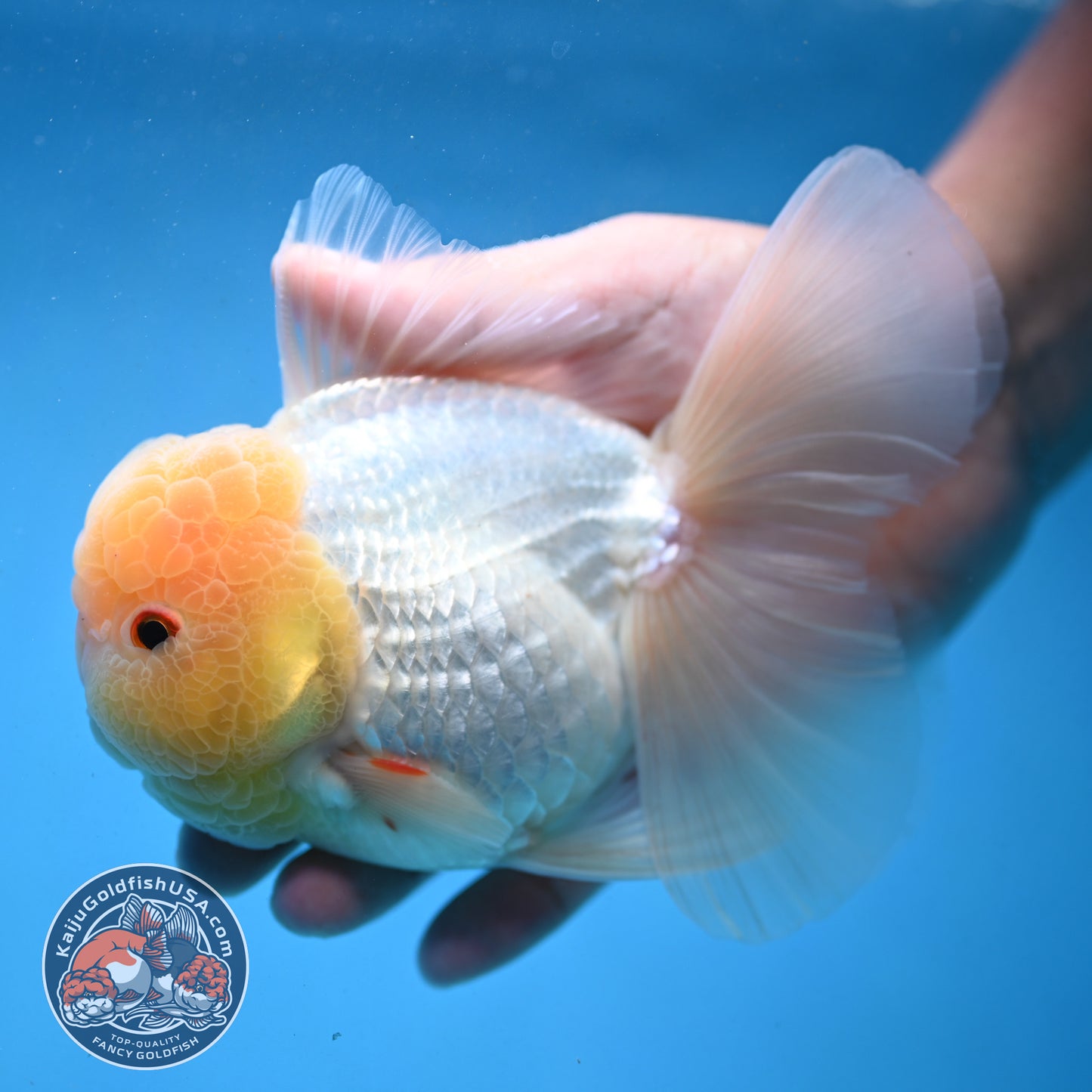 Snow White Rosetail Oranda 4 inch Body (250926_OR01)