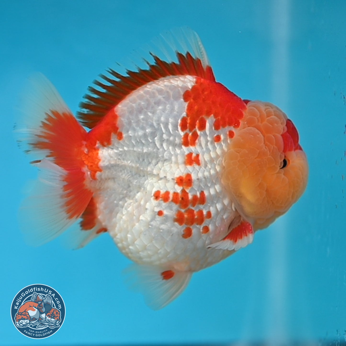 Red White YuanBao Oranda 3.8 inches Body - Male (250131_OR01)