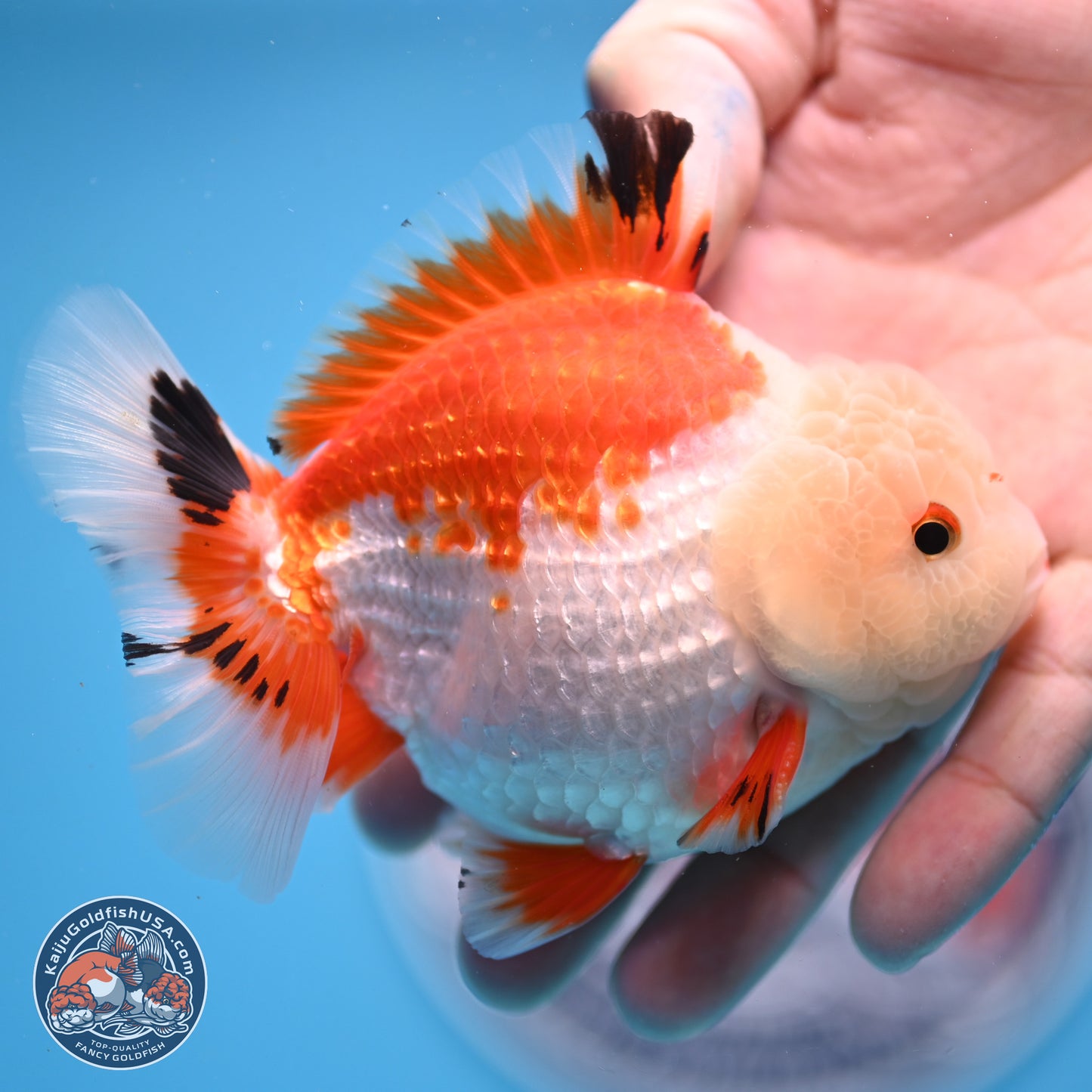 Tricolor YuanBao Oranda 4 inches - Male (241206_OR01) - Kaiju Goldfish USA