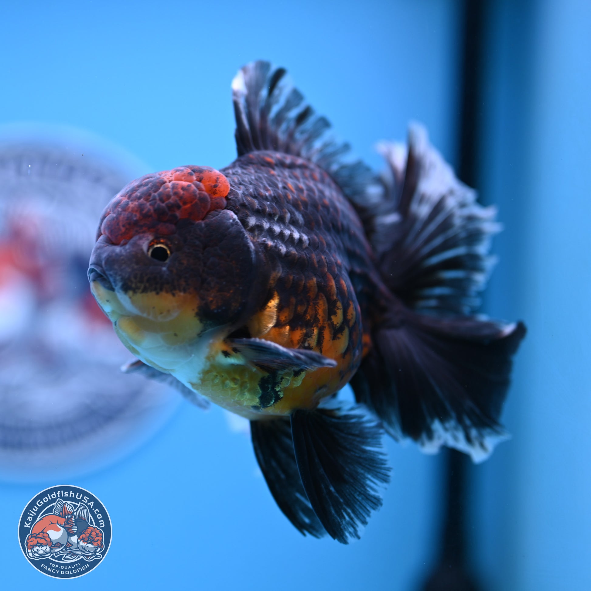 Kirin Rose Tail Oranda 4-5 inches (240927_OR01) - Kaiju Goldfish USA