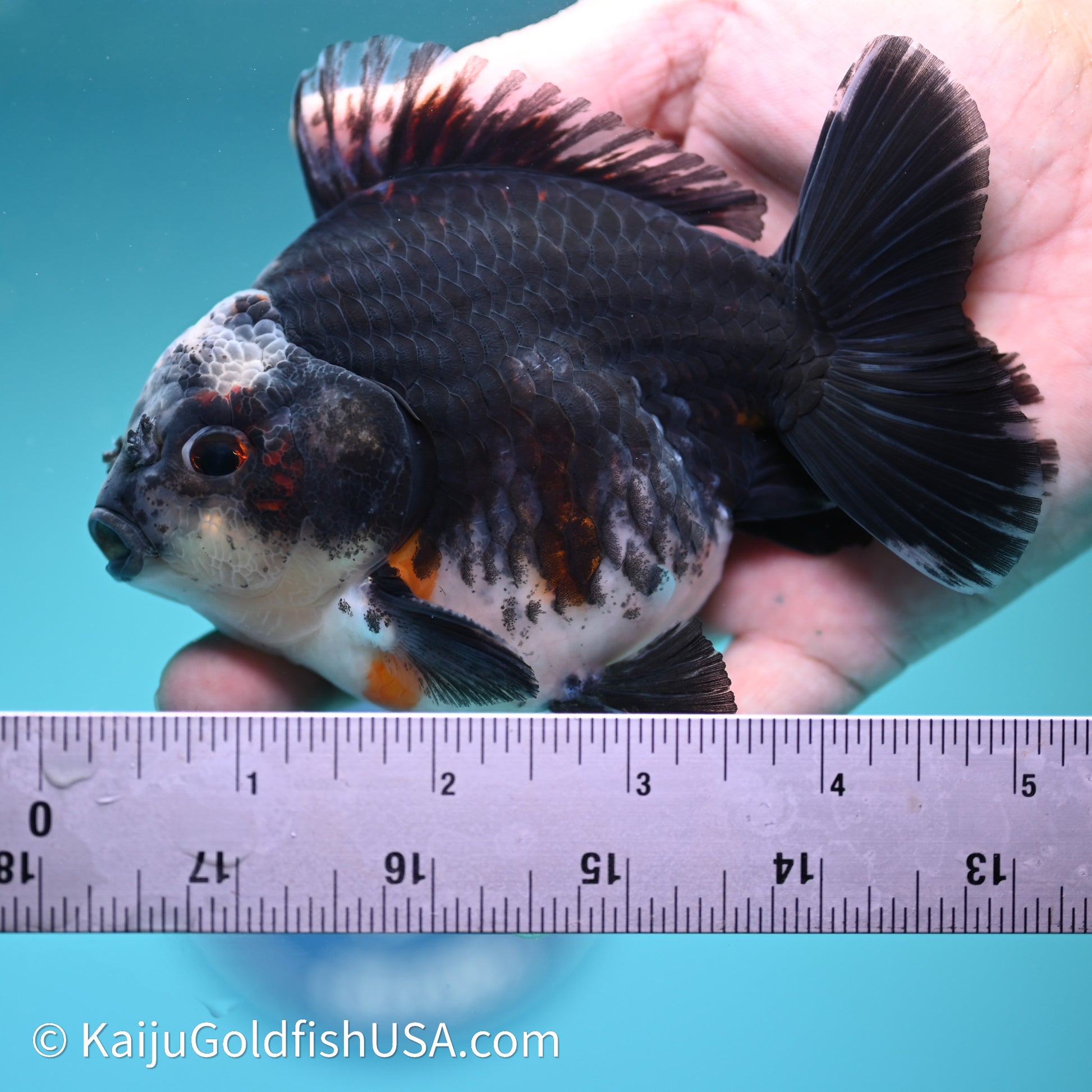 Shogun Godzilla Kirin Oranda 4in Body (240614_OR01) - Kaiju Goldfish USA