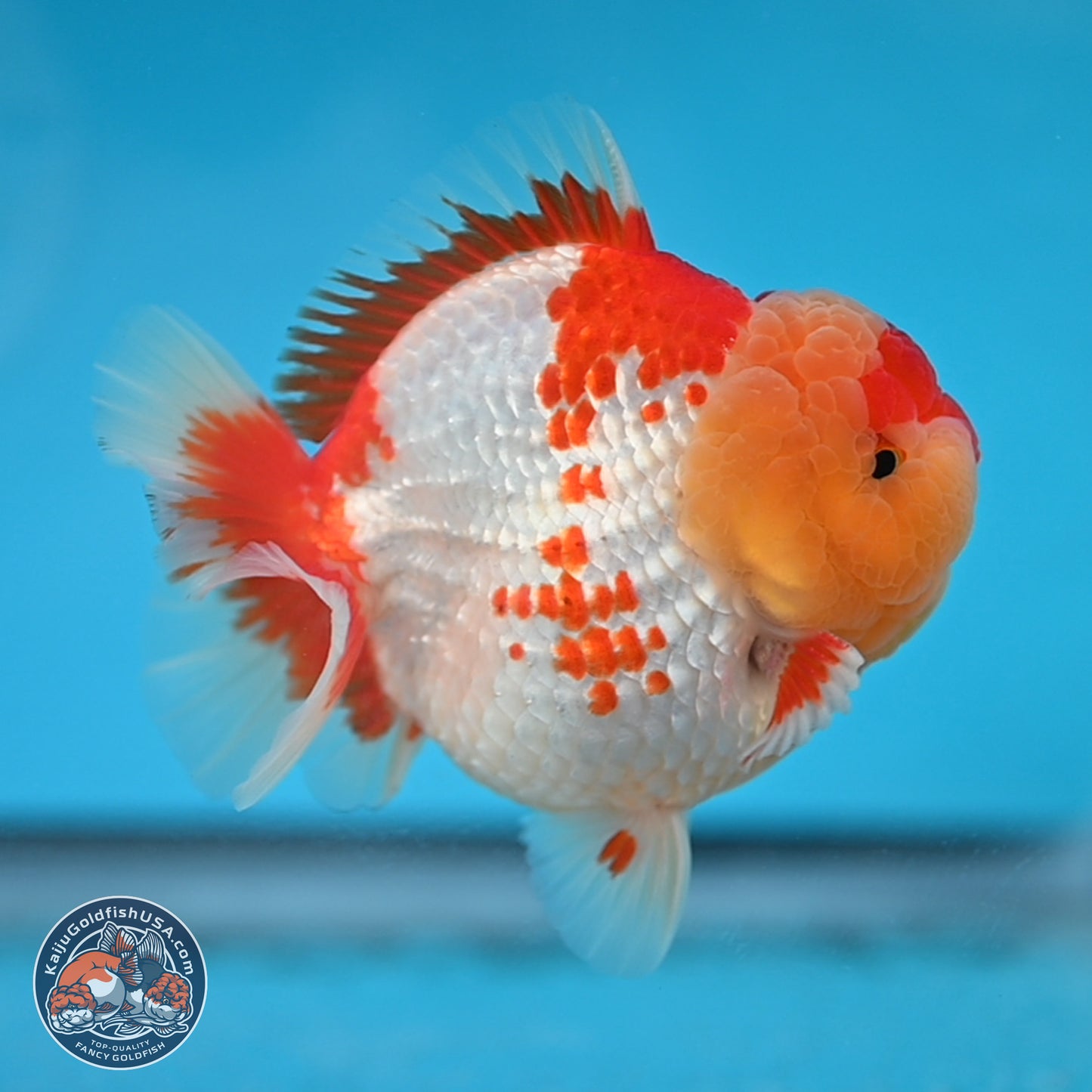 Red White YuanBao Oranda 3.8 inches Body - Male (250131_OR01)