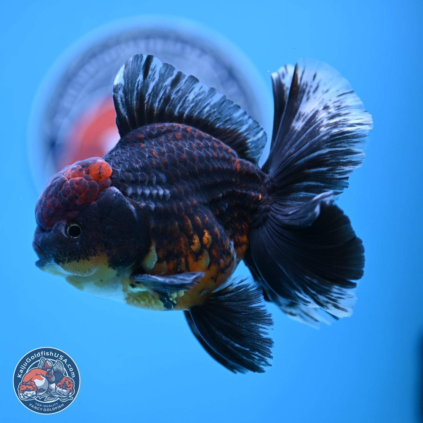 Kirin Rose Tail Oranda 4-5 inches (240927_OR01) - Kaiju Goldfish USA