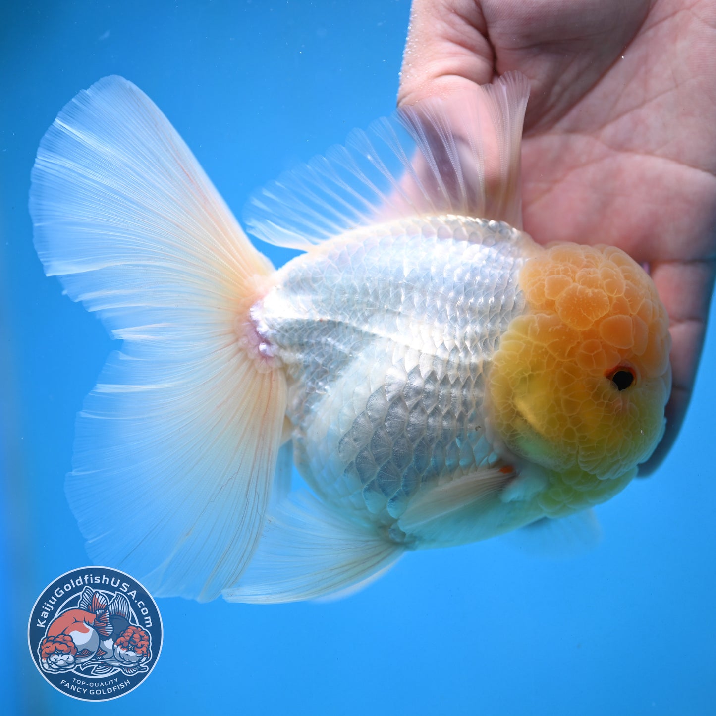 Snow White Rosetail Oranda 4 inch Body (250926_OR01)