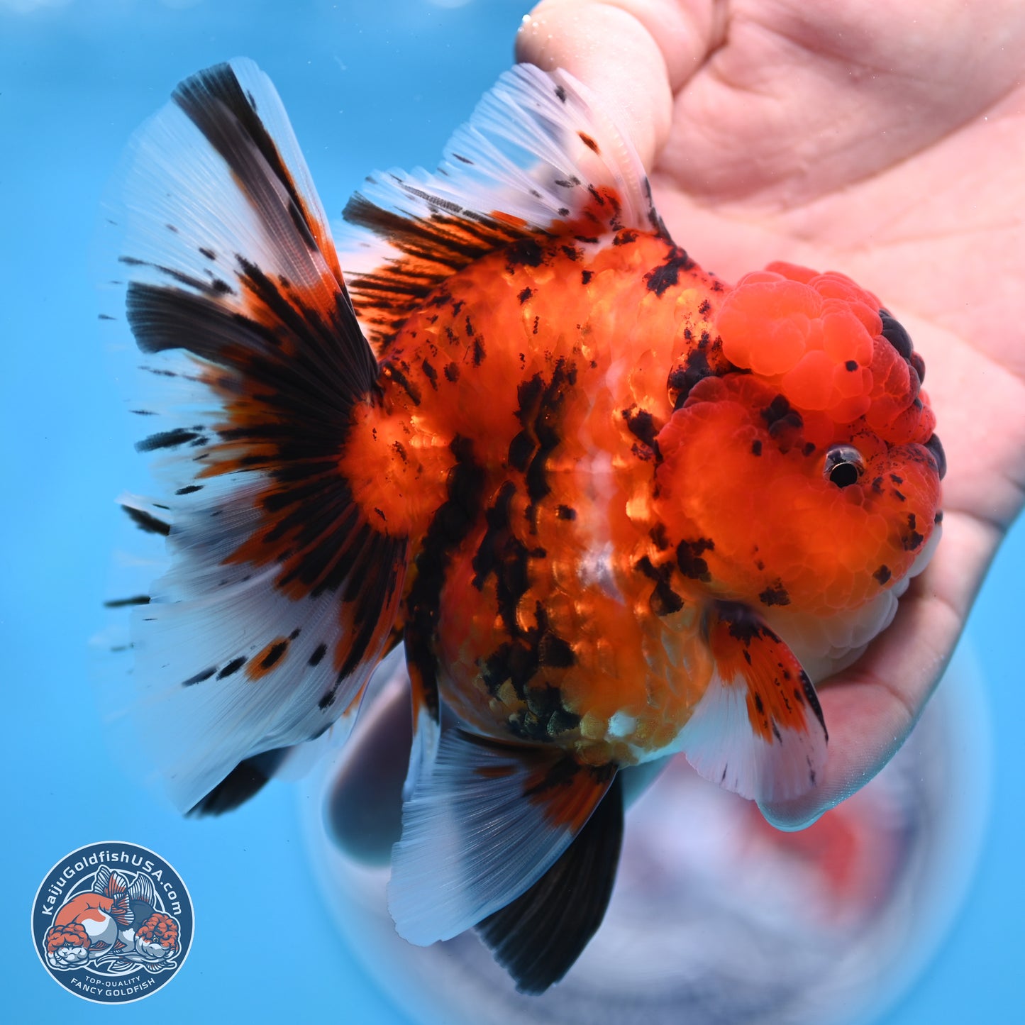 Tiger Rose Tail Oranda 3.5 inches Body - Male (250307_OR01)