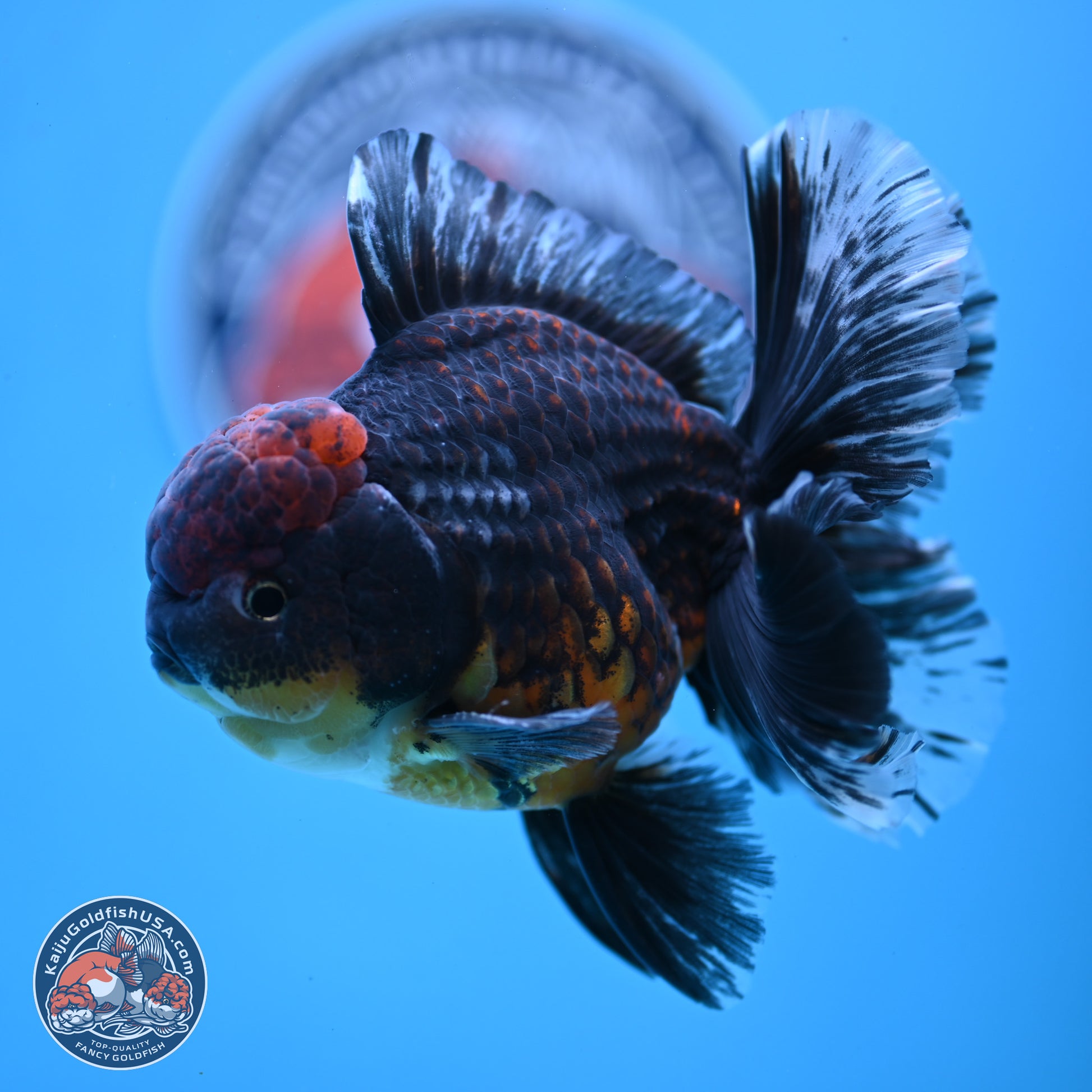 Kirin Rose Tail Oranda 4-5 inches (240927_OR01) - Kaiju Goldfish USA