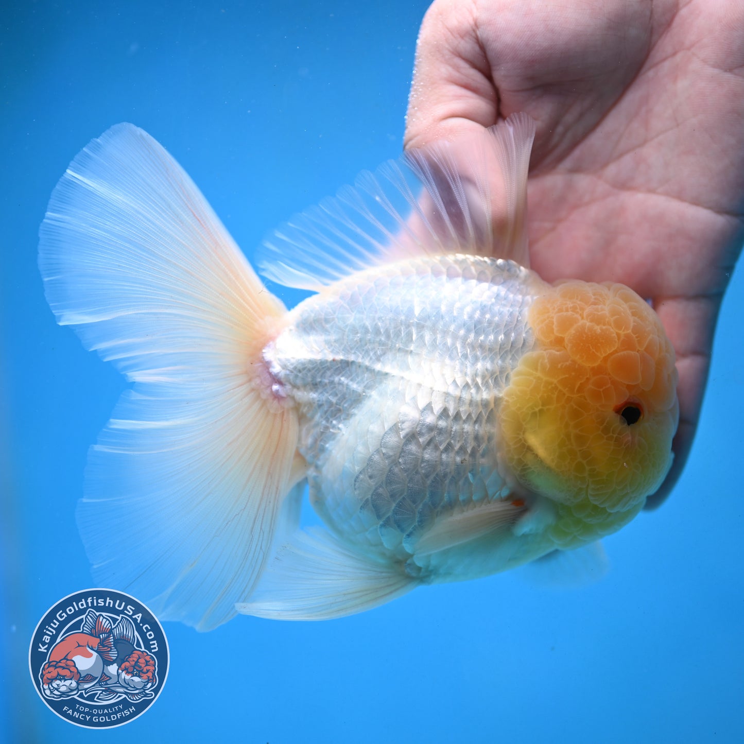 Snow White Rosetail Oranda 4 inch Body (250926_OR01)