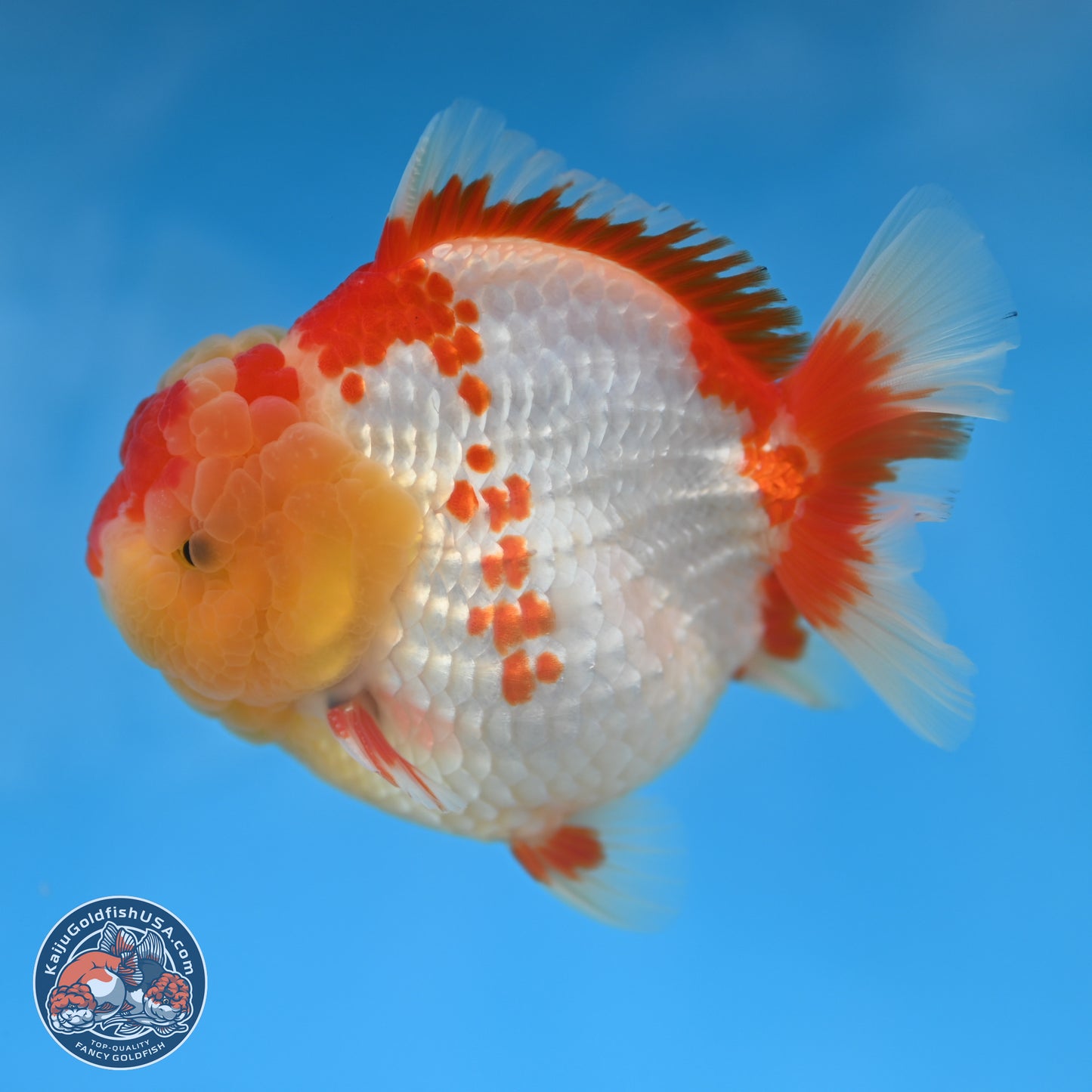 Red White YuanBao Oranda 3.8 inches Body - Male (250131_OR01)