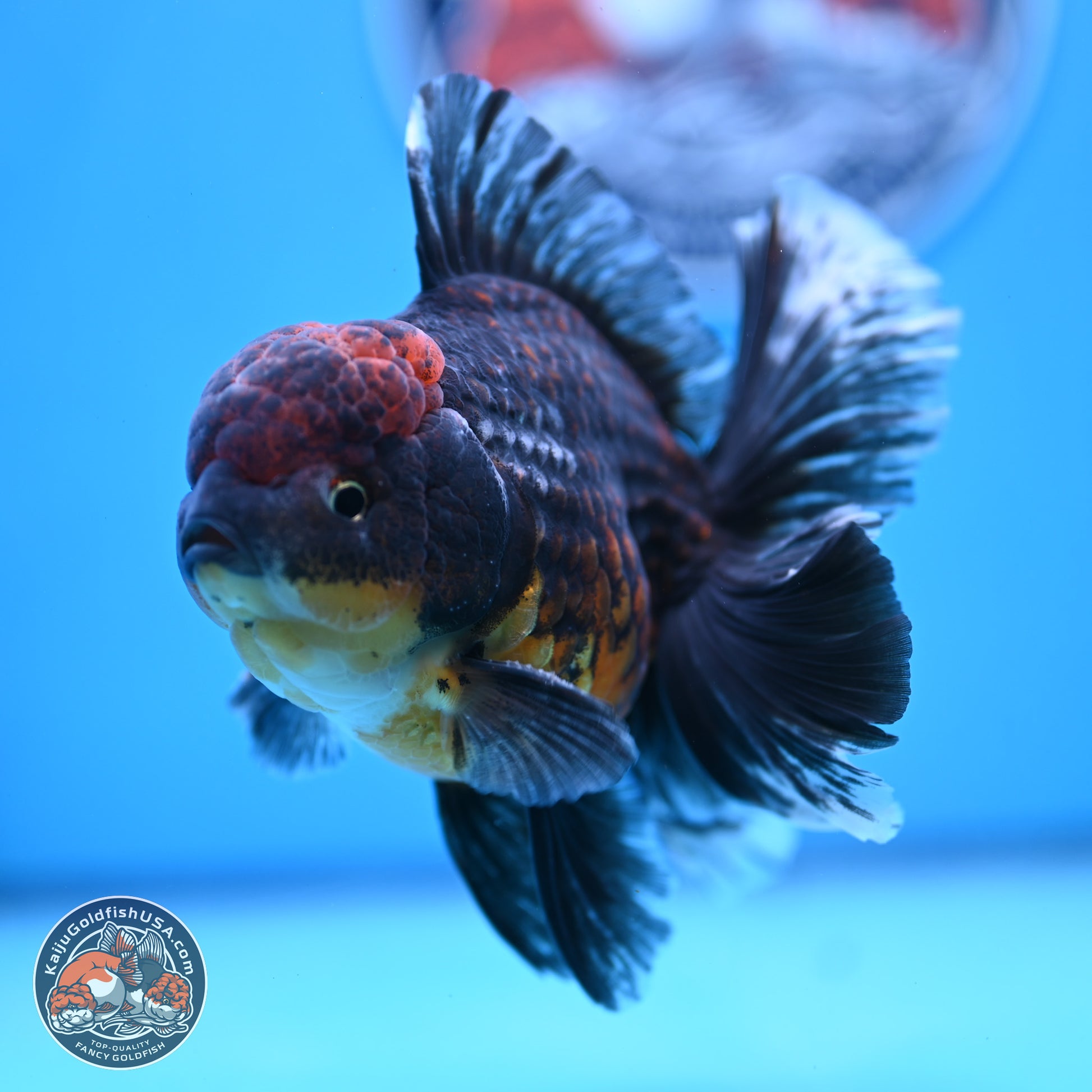 Kirin Rose Tail Oranda 4-5 inches (240927_OR01) - Kaiju Goldfish USA