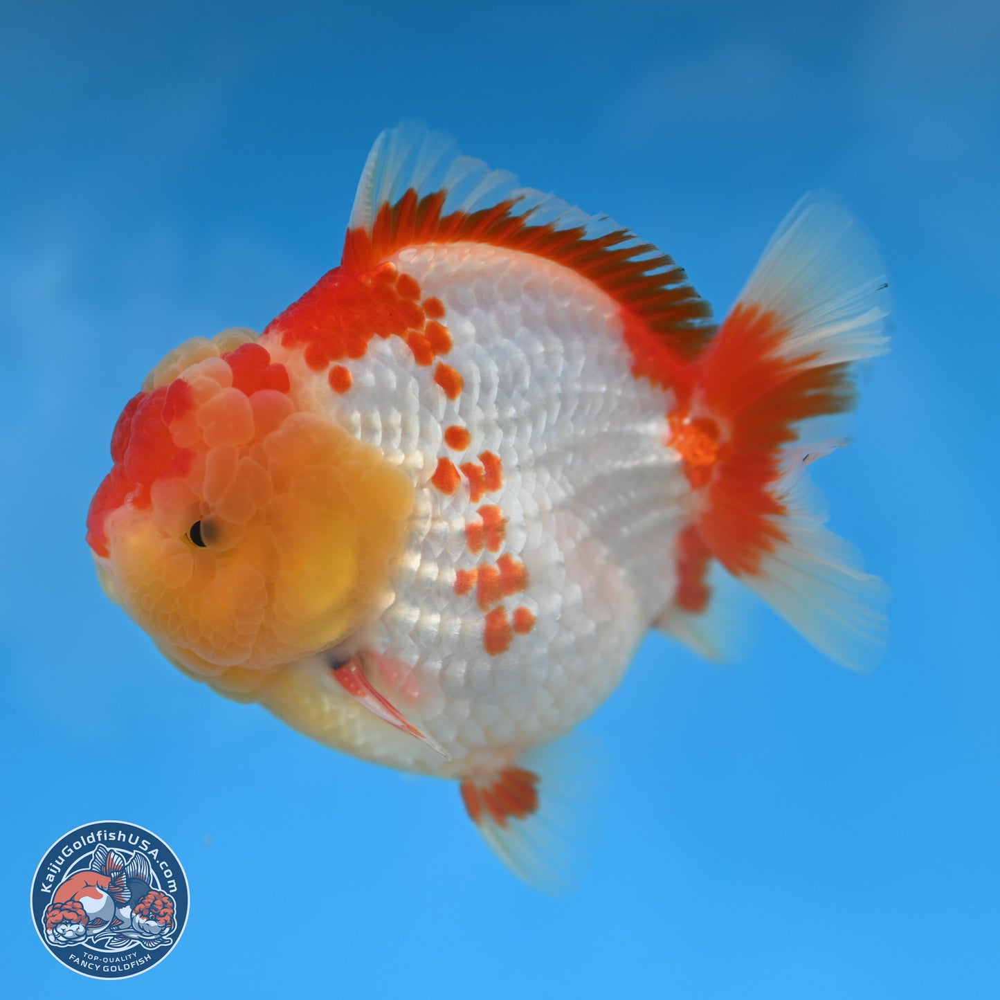 Red White YuanBao Oranda 3.8 inches Body - Male (250131_OR01)