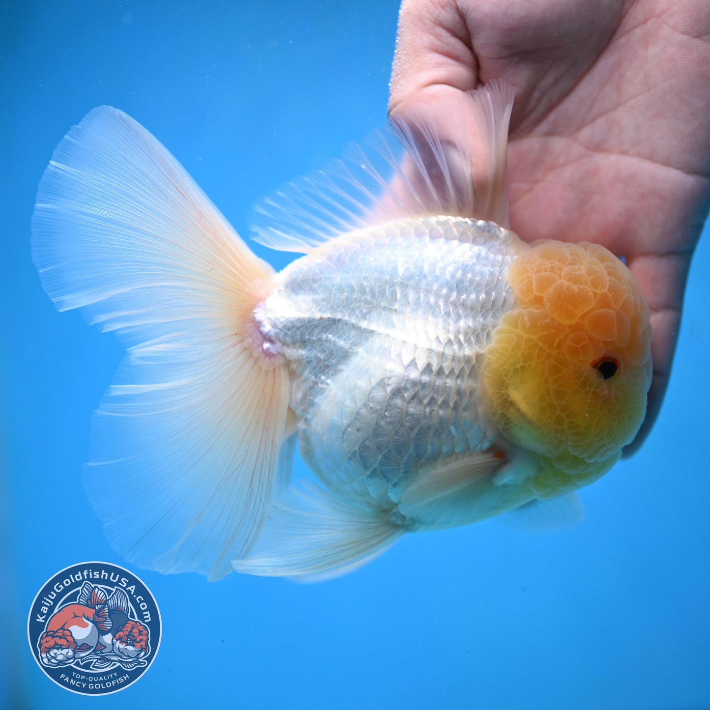 Snow White Rosetail Oranda 4 inch Body (250926_OR01)