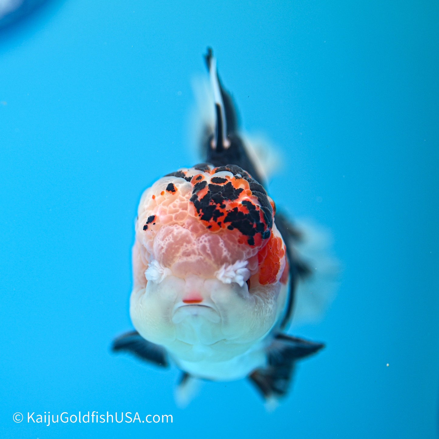 Tricolor YuanBao Oranda 3.5in body (240524_OR01) - Kaiju Goldfish USA