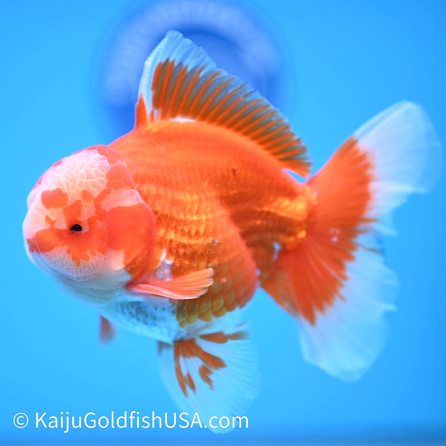 Jade Face Rose Tail Red White Oranda 4-4.5 inches (240322_OR1) - Kaiju Goldfish USA