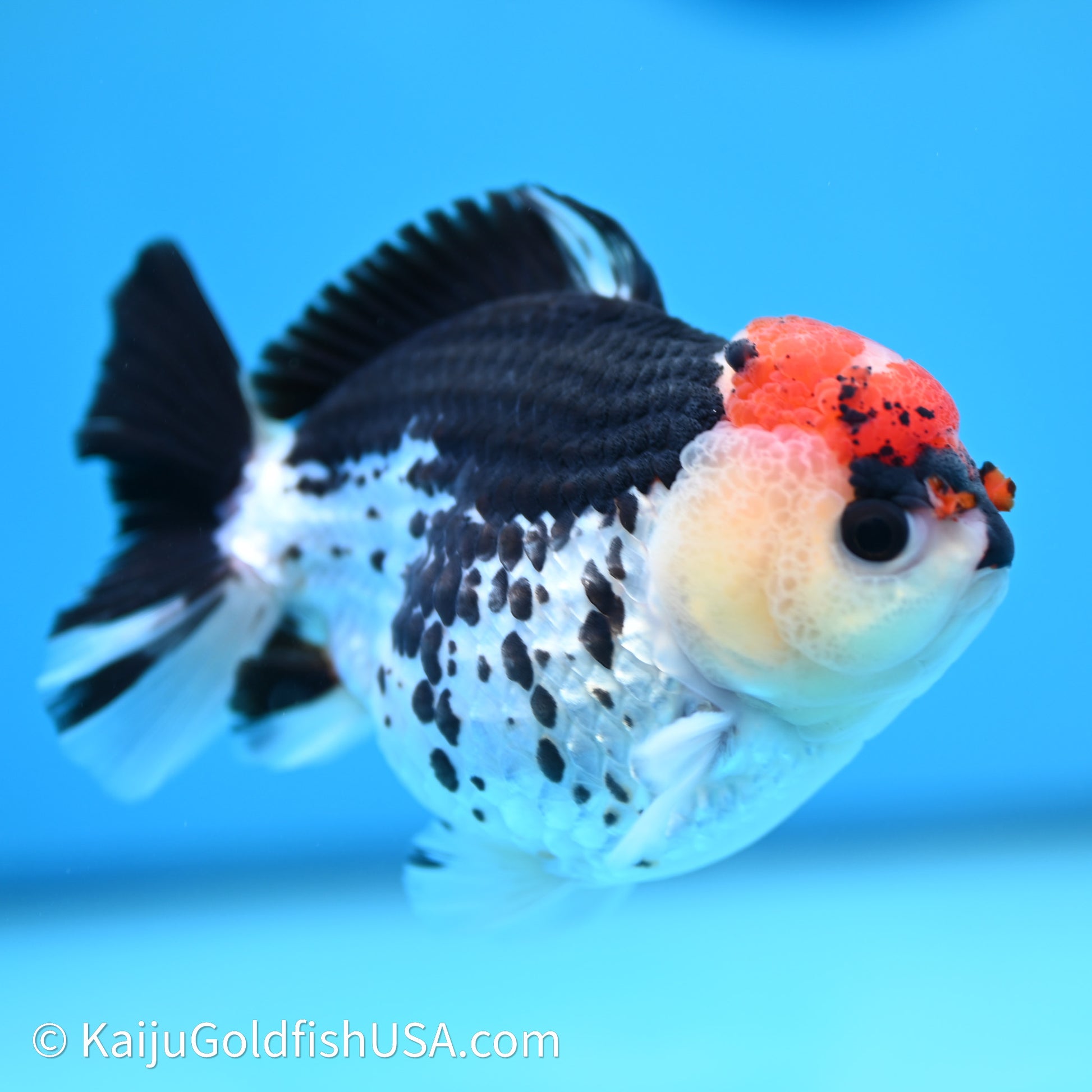 Tricolor YuanBao Oranda 3.75in body (240607_OR01) - Kaiju Goldfish USA