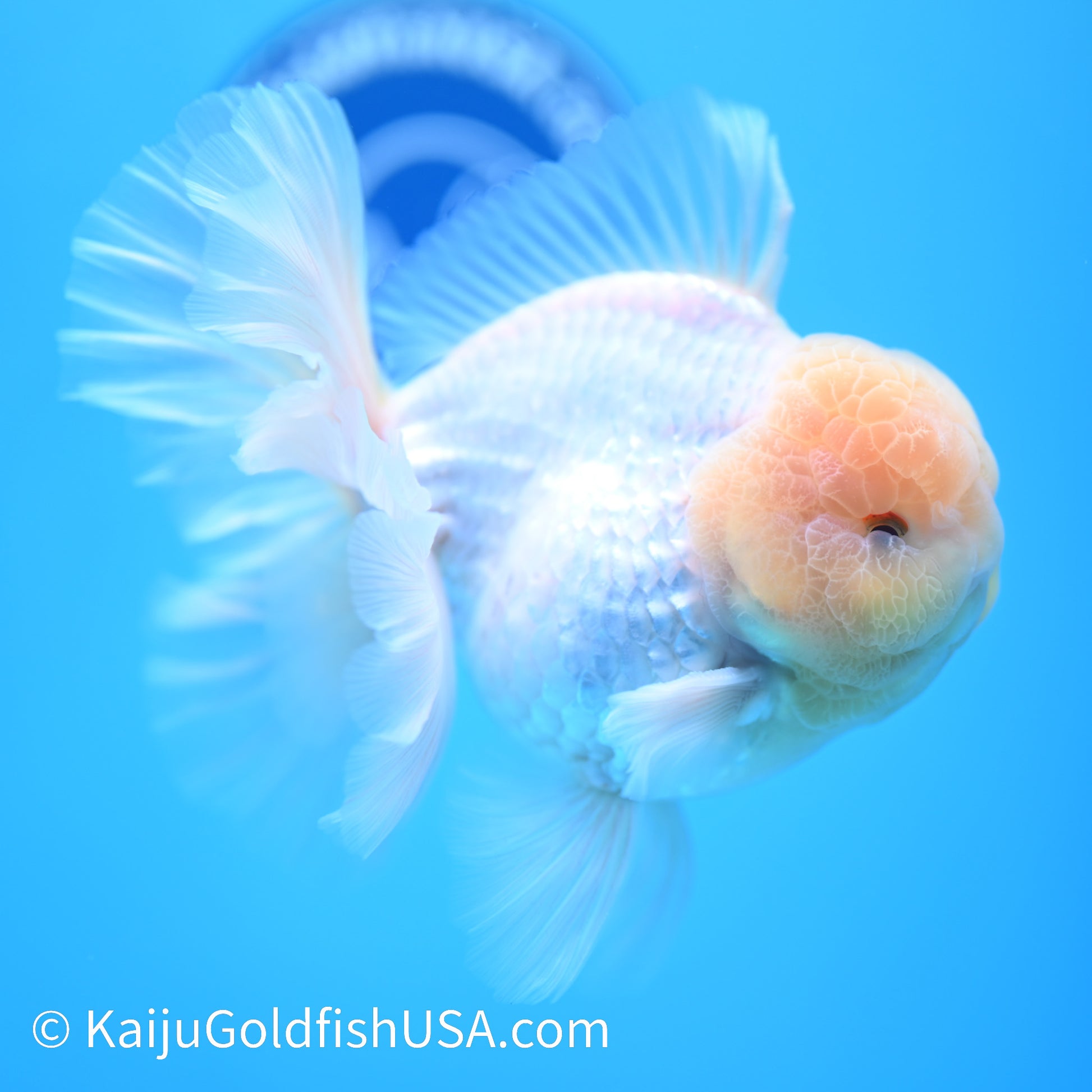 Jumbo Snow White Rose Tail Oranda 5.5 inches (240405_OR1) - Kaiju Goldfish USA