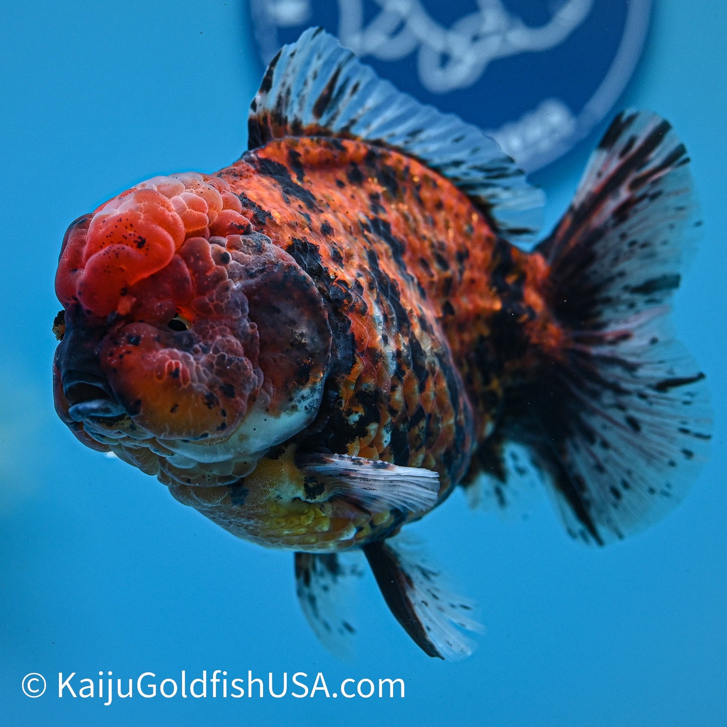 Tiger YuanBao Oranda 5 inches (240412_OR01) - Kaiju Goldfish USA