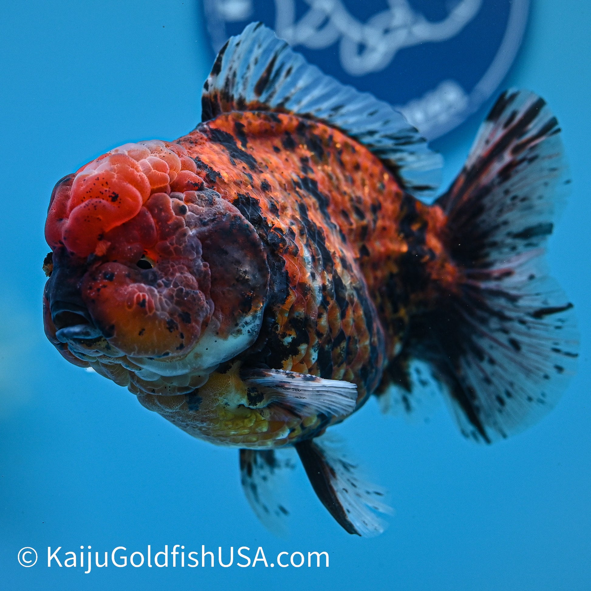 Tiger YuanBao Oranda 5 inches (240412_OR01) - Kaiju Goldfish USA